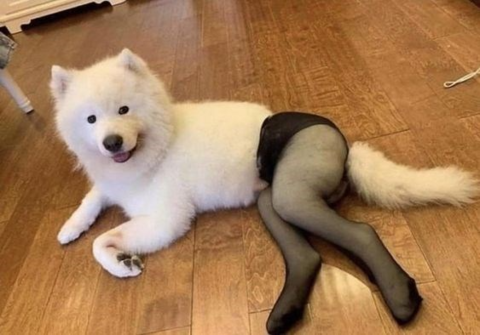 Image 24240 — Funny