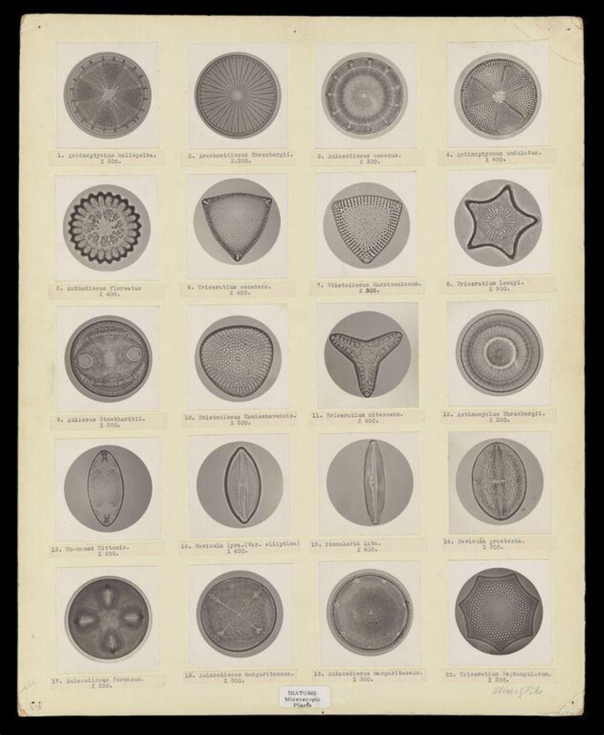 Vintage Diatom Micrograph Plate