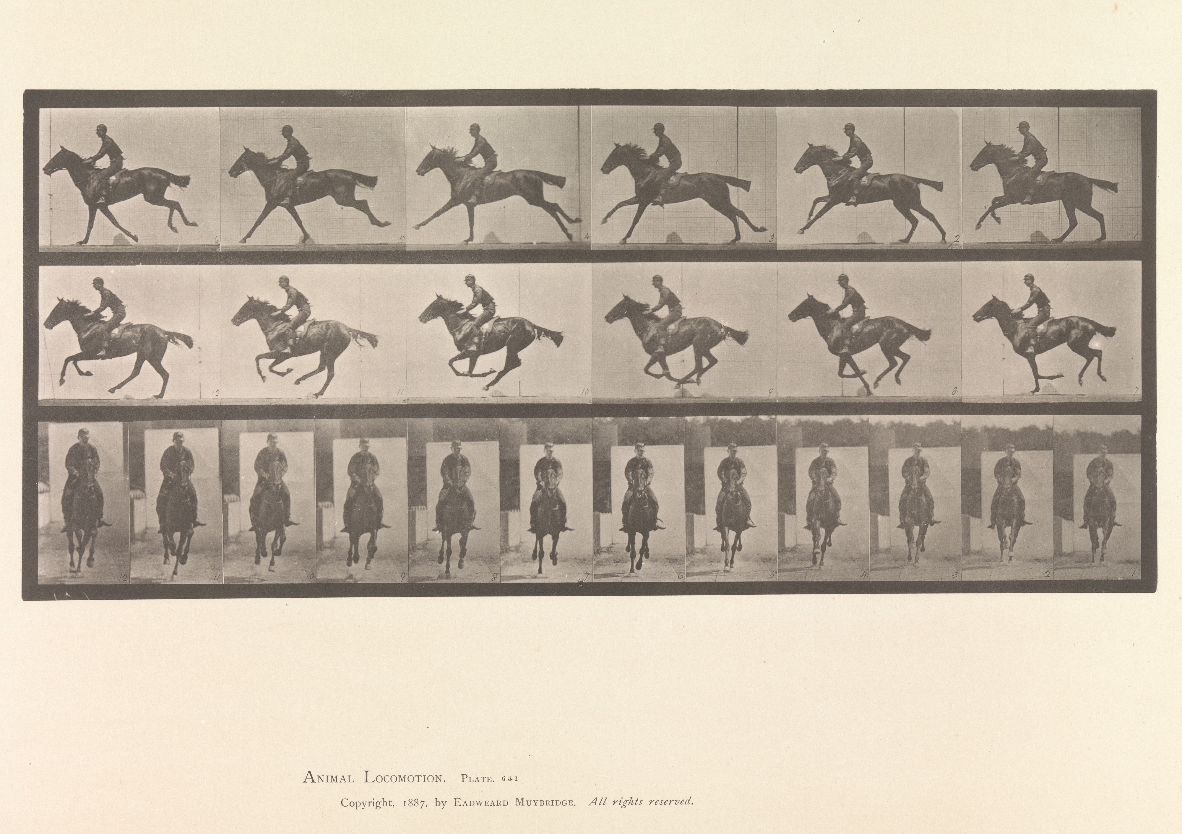 Sequential Motion Study of Galloping Horse