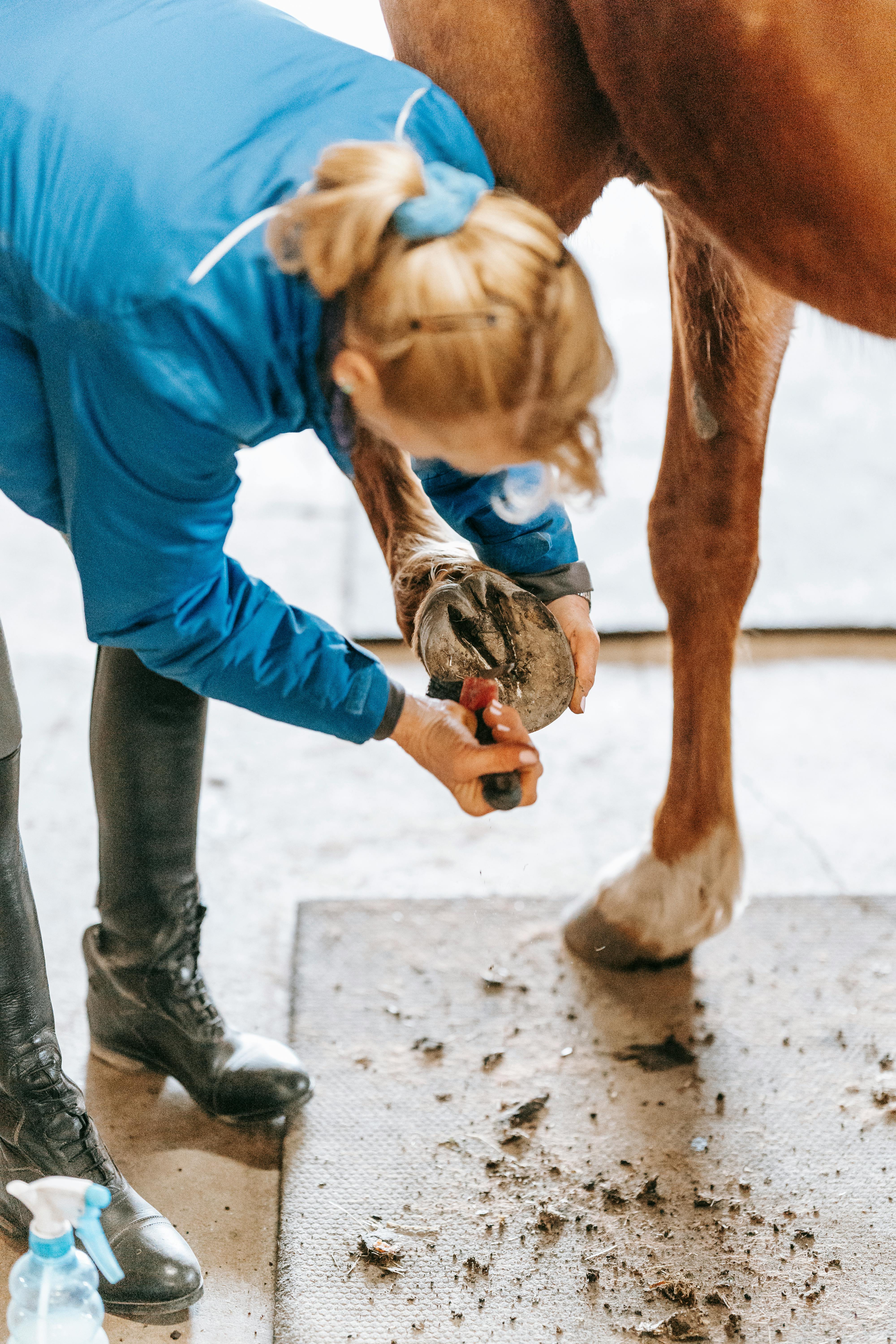 Woman Cleaning a Horse's Hoof