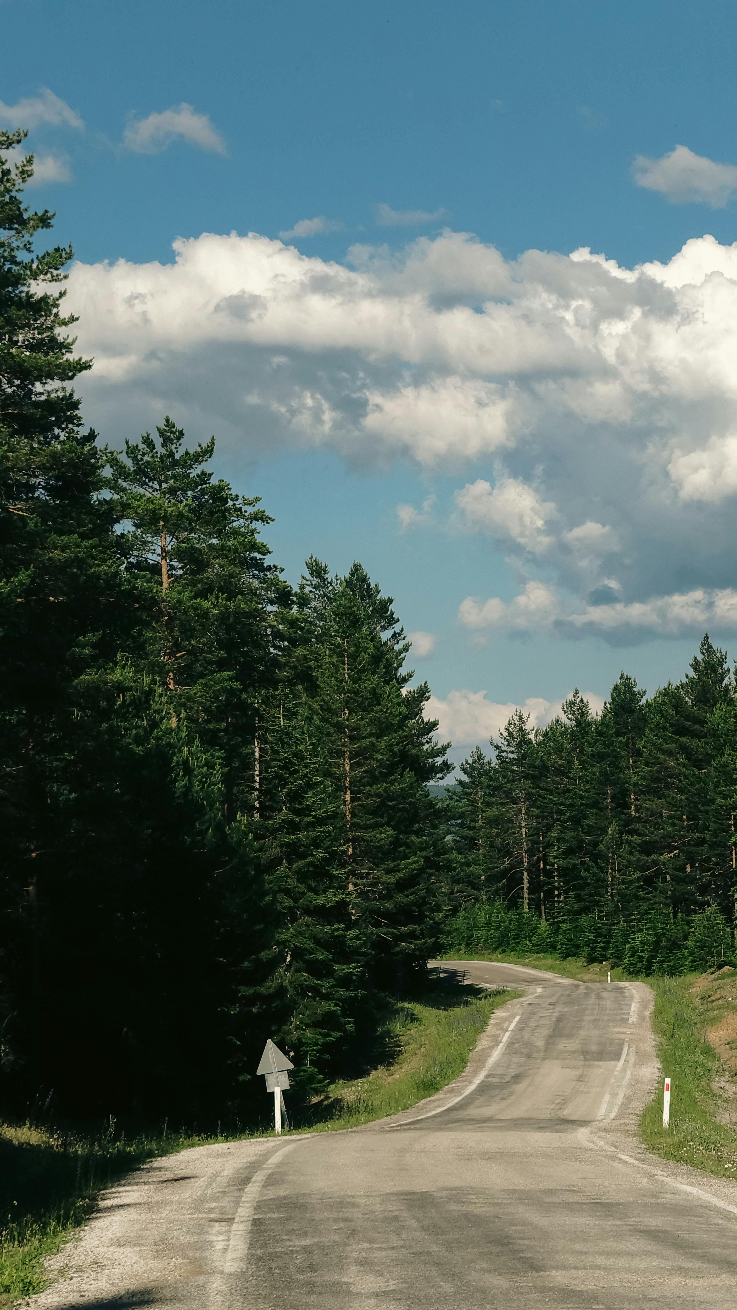 Winding Road Through Pine Forest