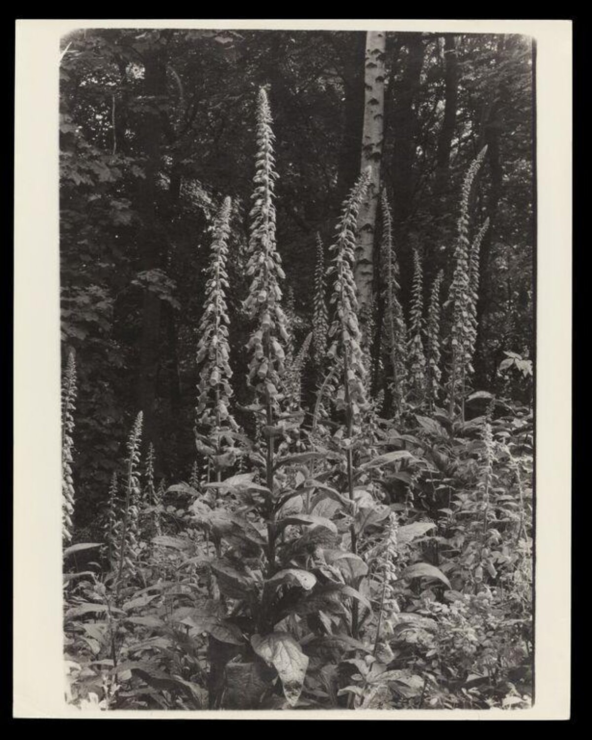 Tall Foxgloves in Forest Undergrowth — Plant Encyclopedia