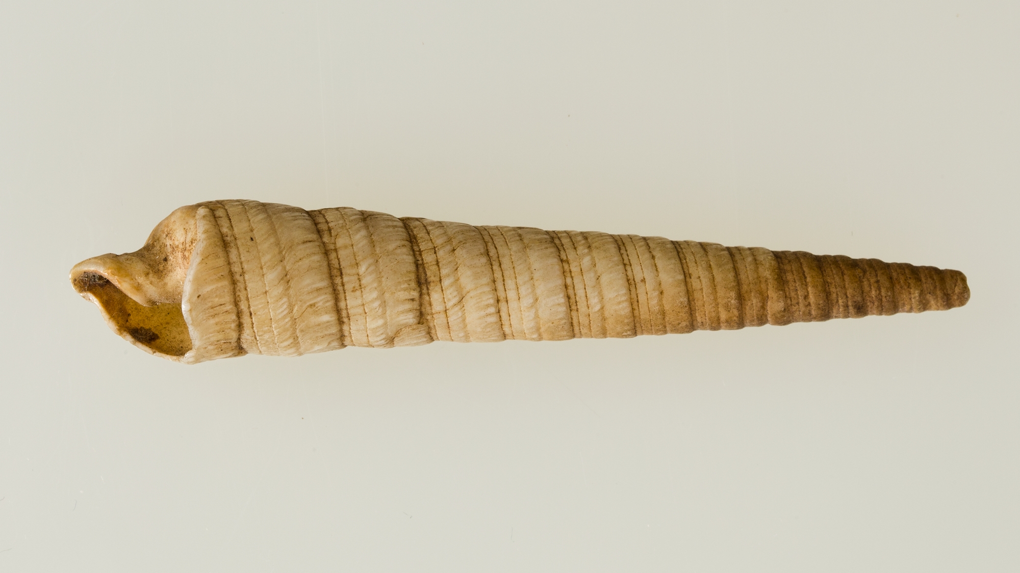 Long Cylindrical Seashell Specimen