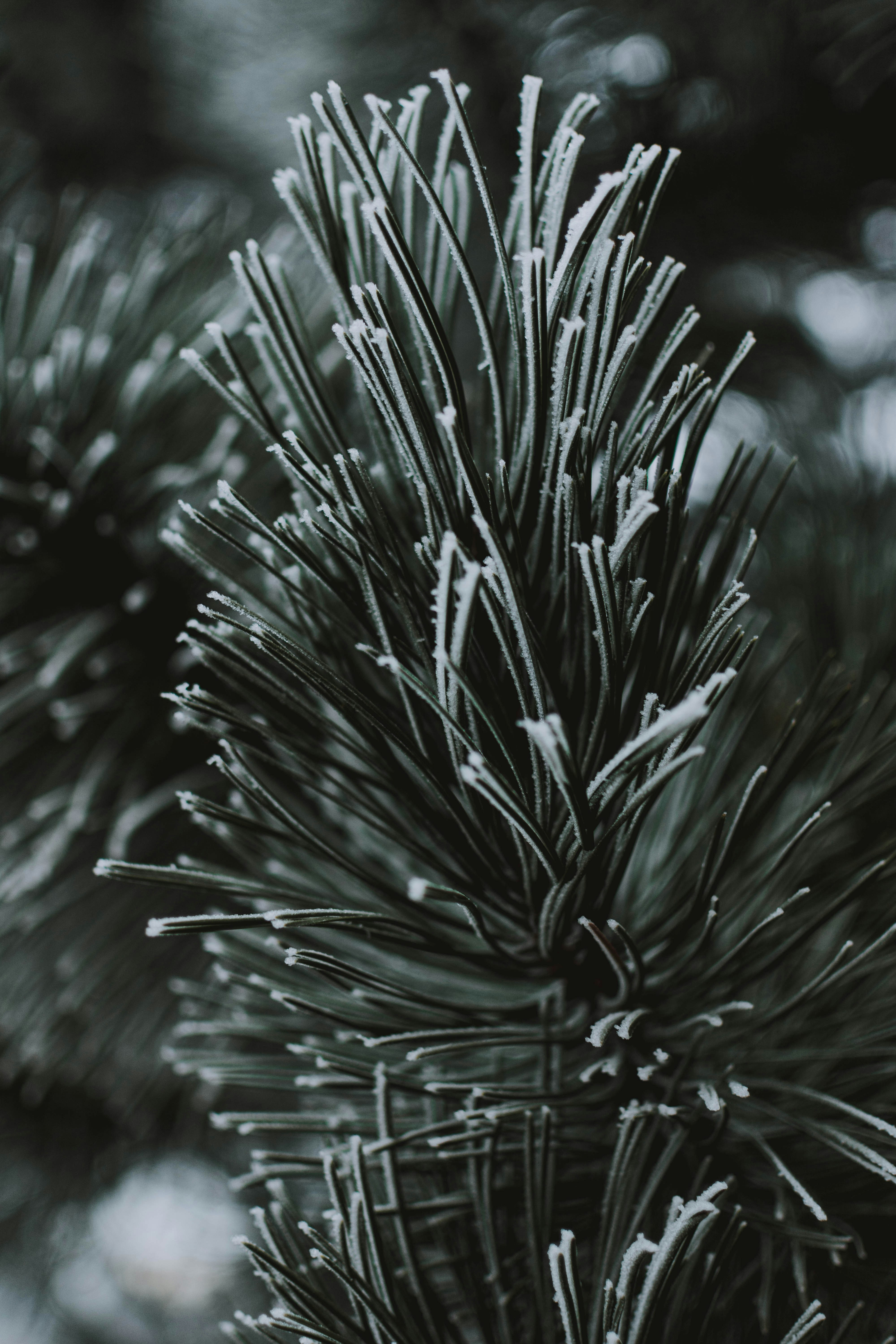 Frosted Pine Needles