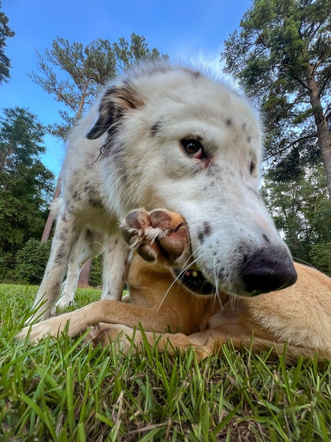 Two Dogs Playing On Green Lawn