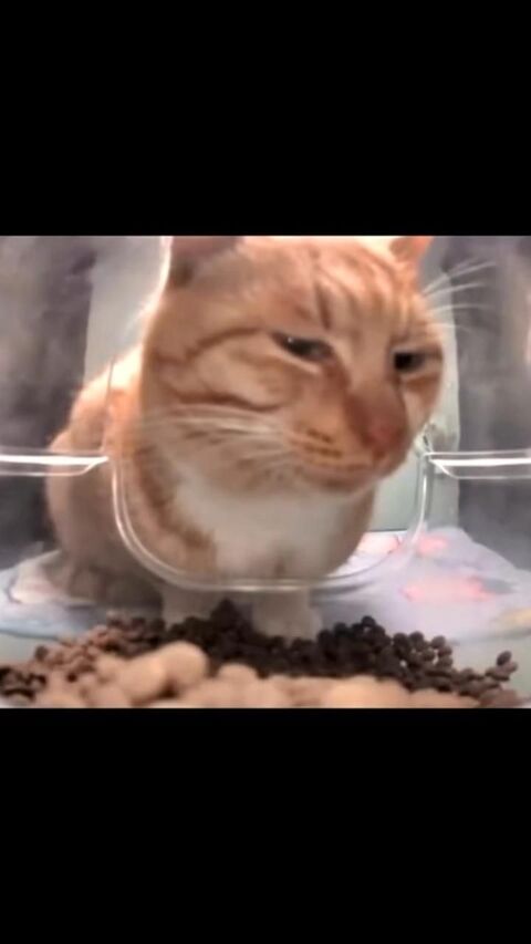Ginger Cat Stuck In Food Bowl