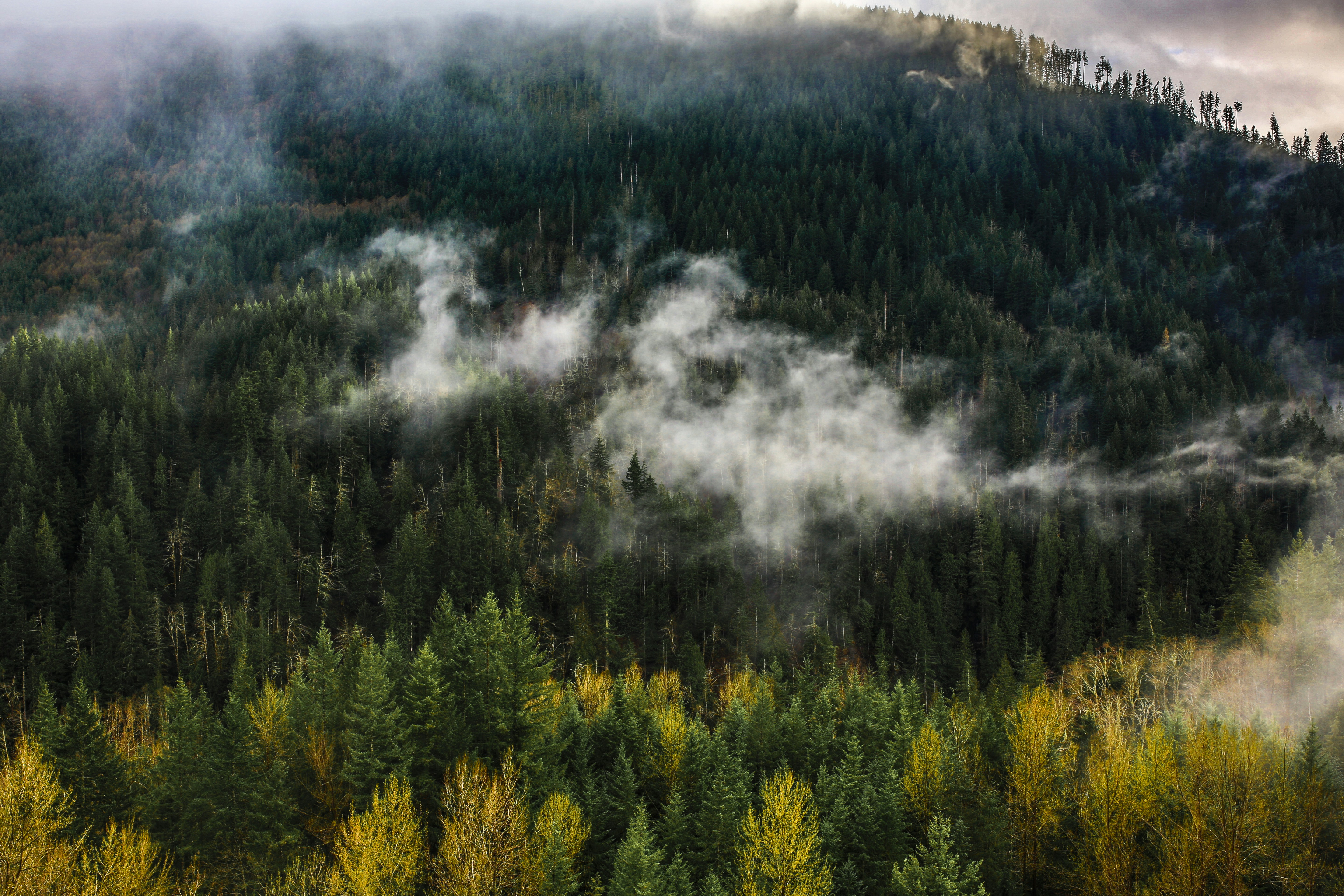 Misty Forested Mountain