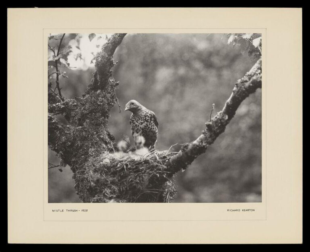 Mistle Thrush at Nest 1903