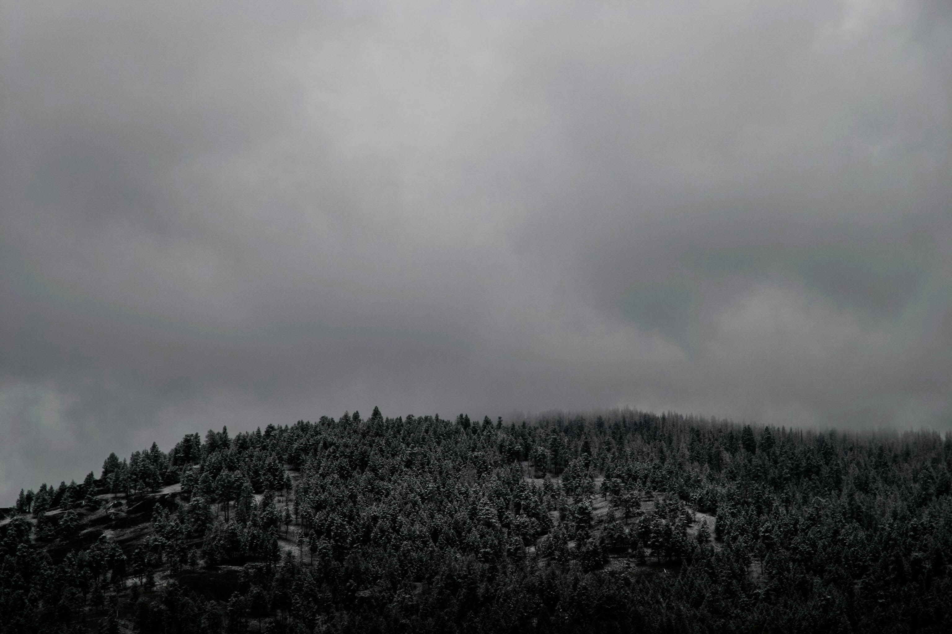 Foggy Overcast Forest Hill
