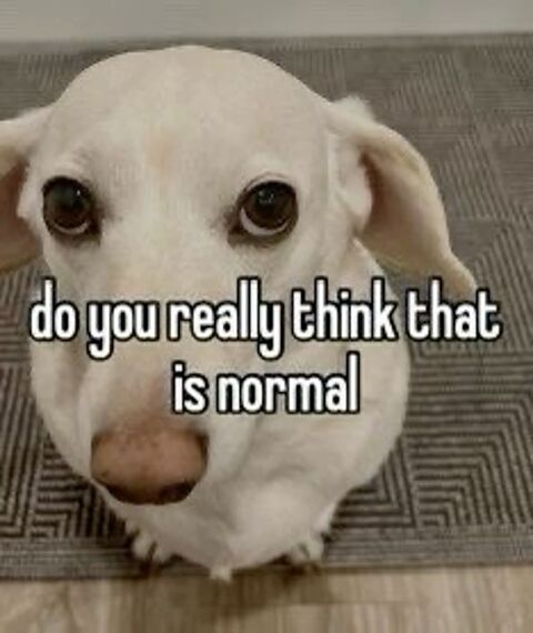 Skeptical White Dog Meme