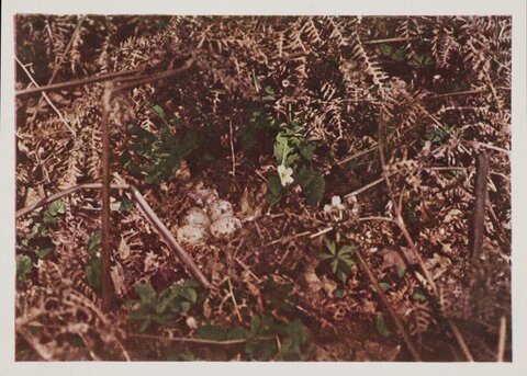 Ground Bird Nest With Eggs