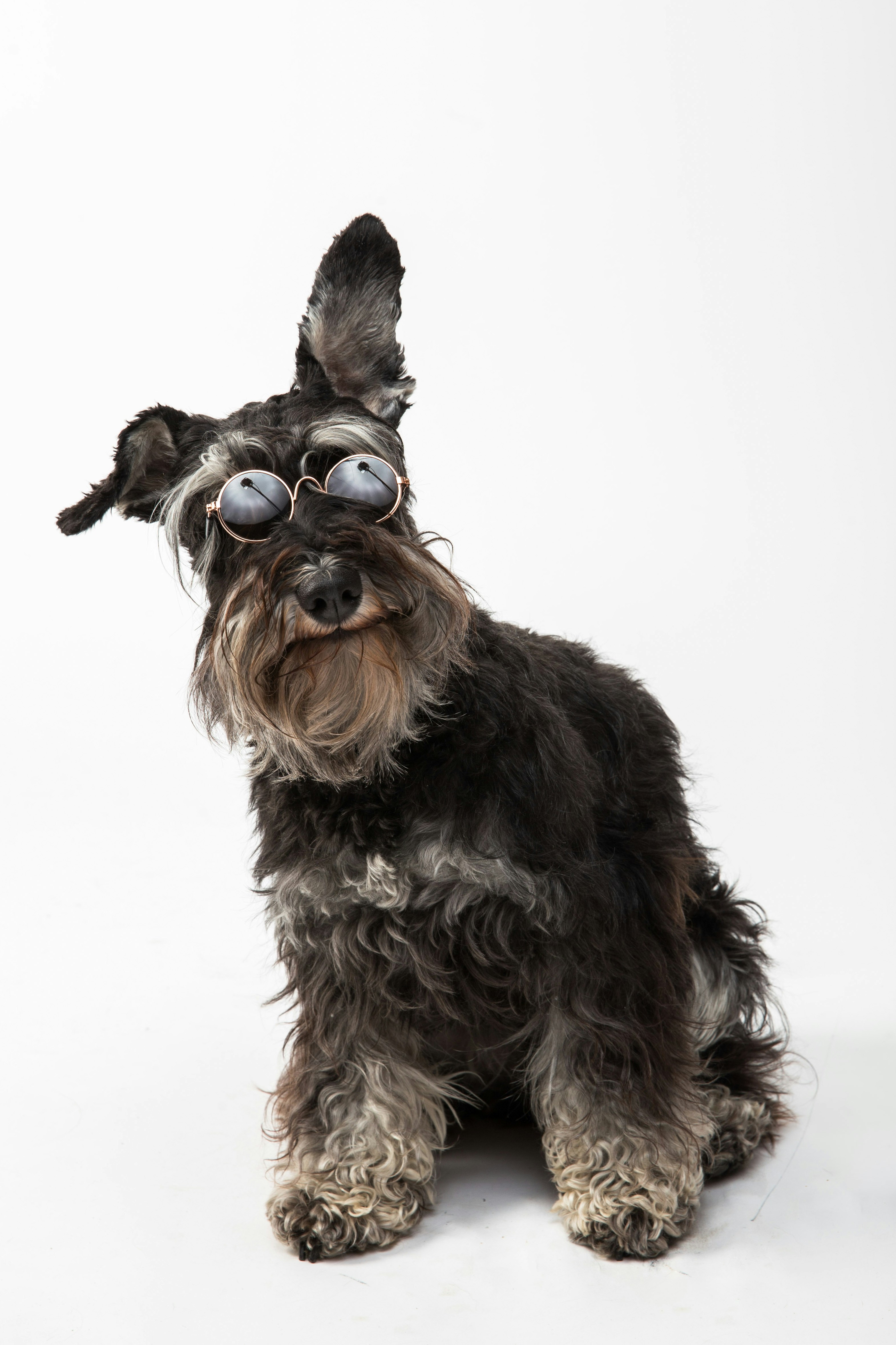 Schnauzer Wearing Sunglasses