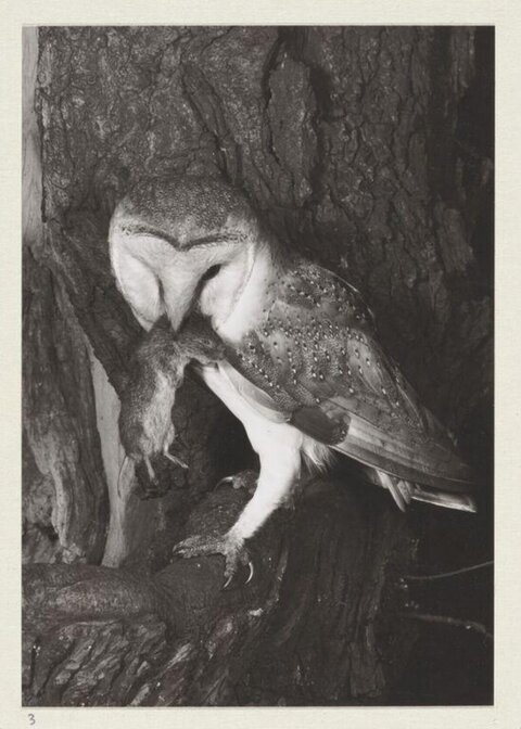 Barn Owl With Captured Rodent