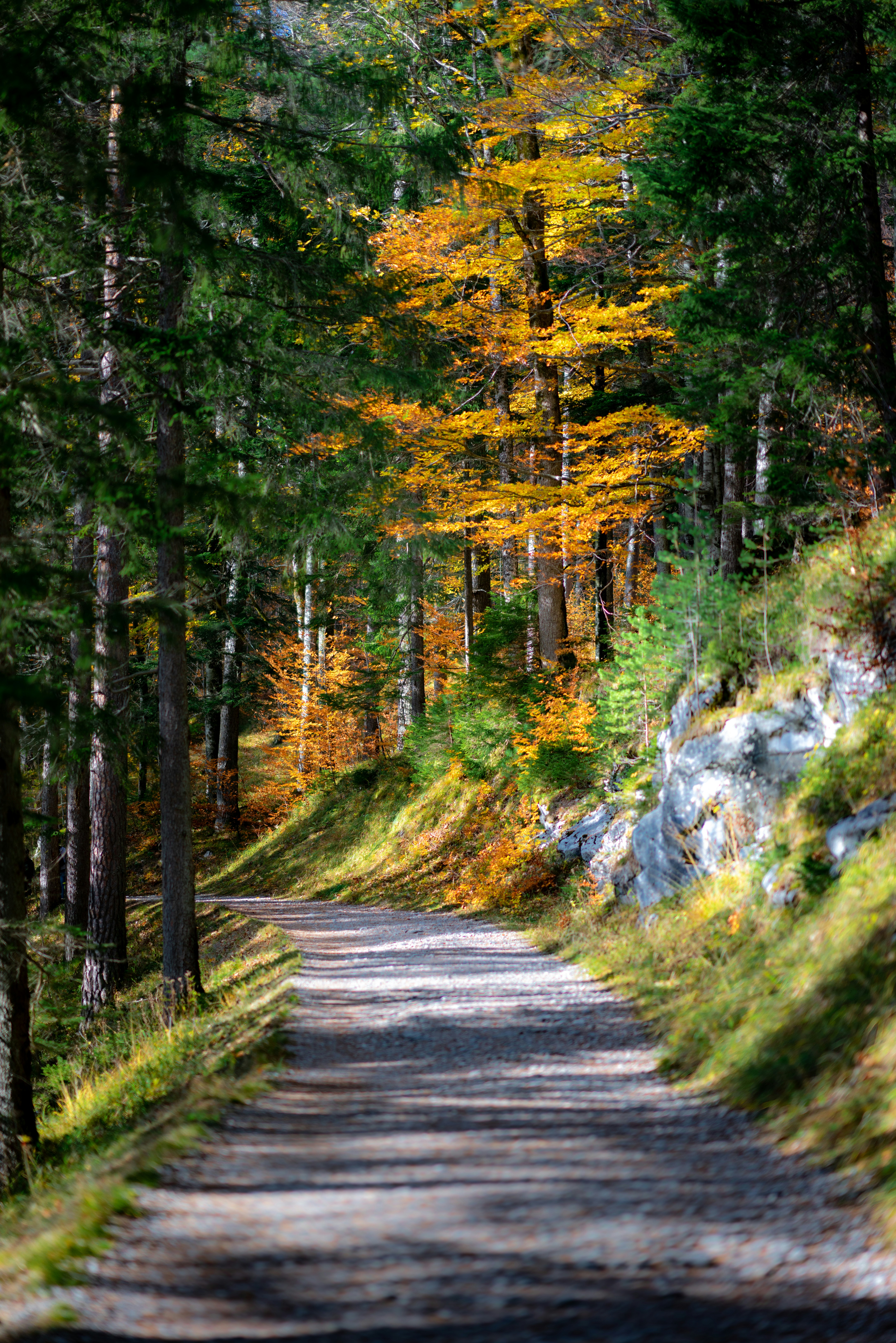 Autumn Forest Gravel Path