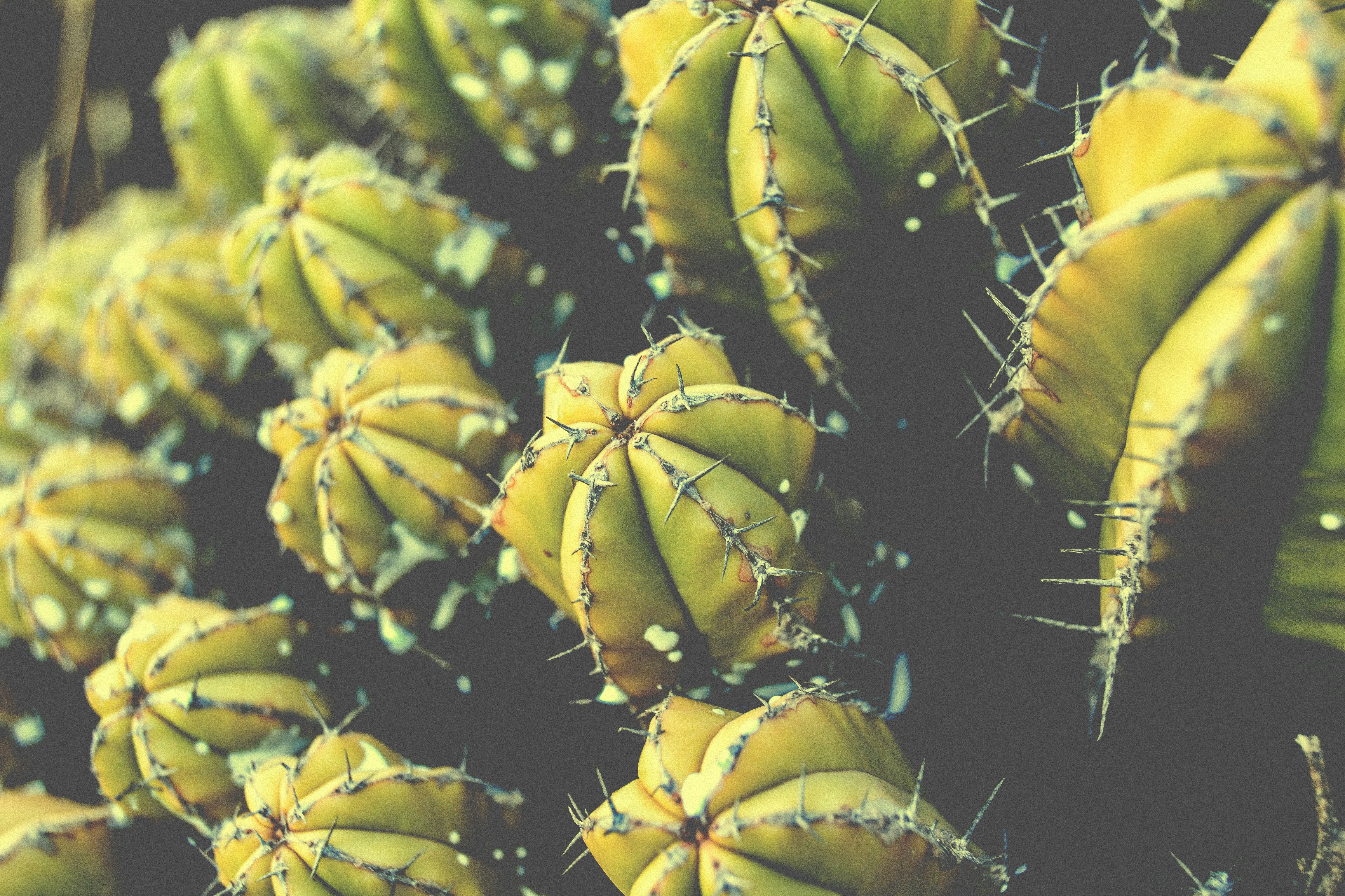 Close-up of Clustered Cacti