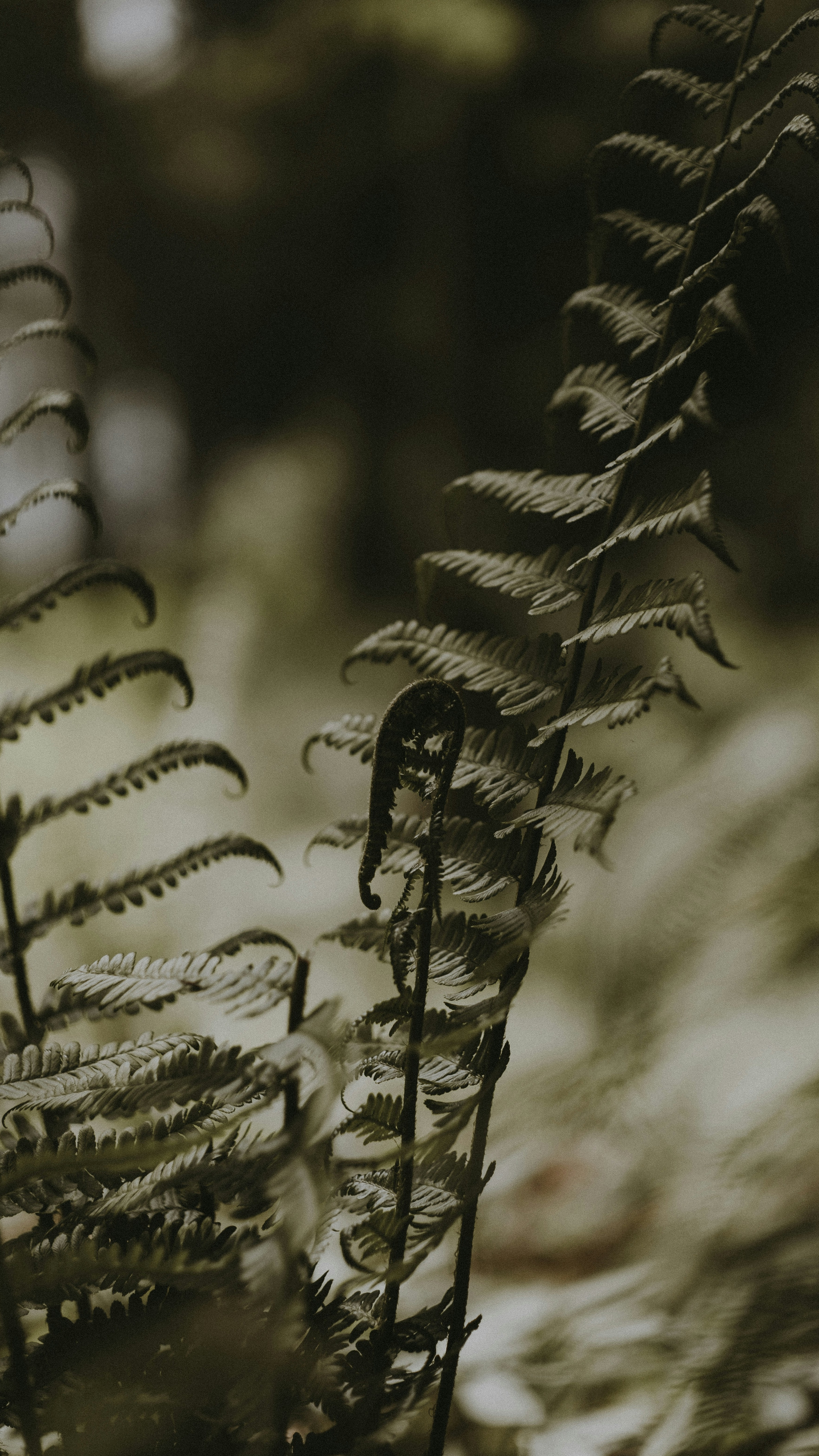 Forest & Flora
