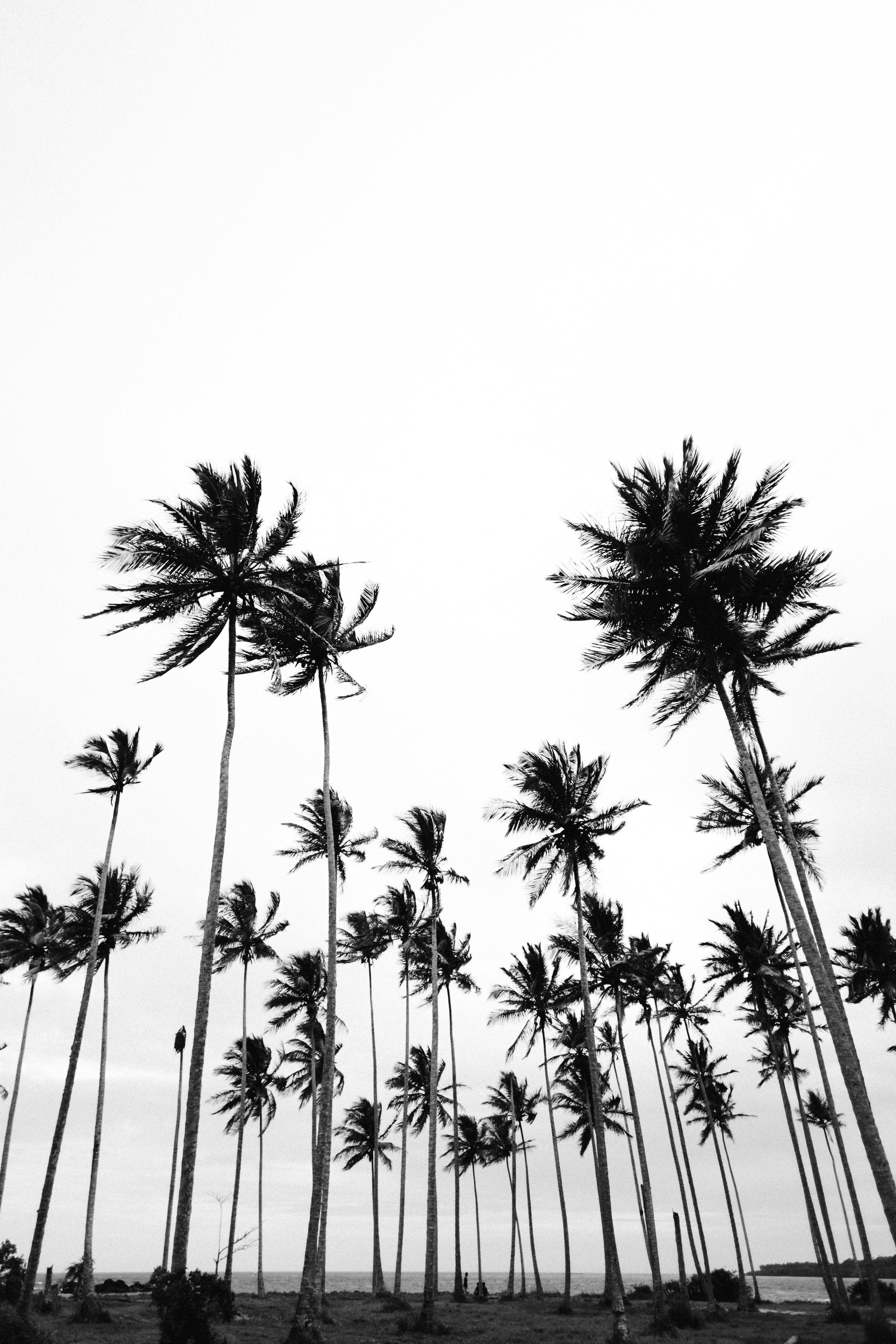 Black and White Seaside Coconut Palm Grove