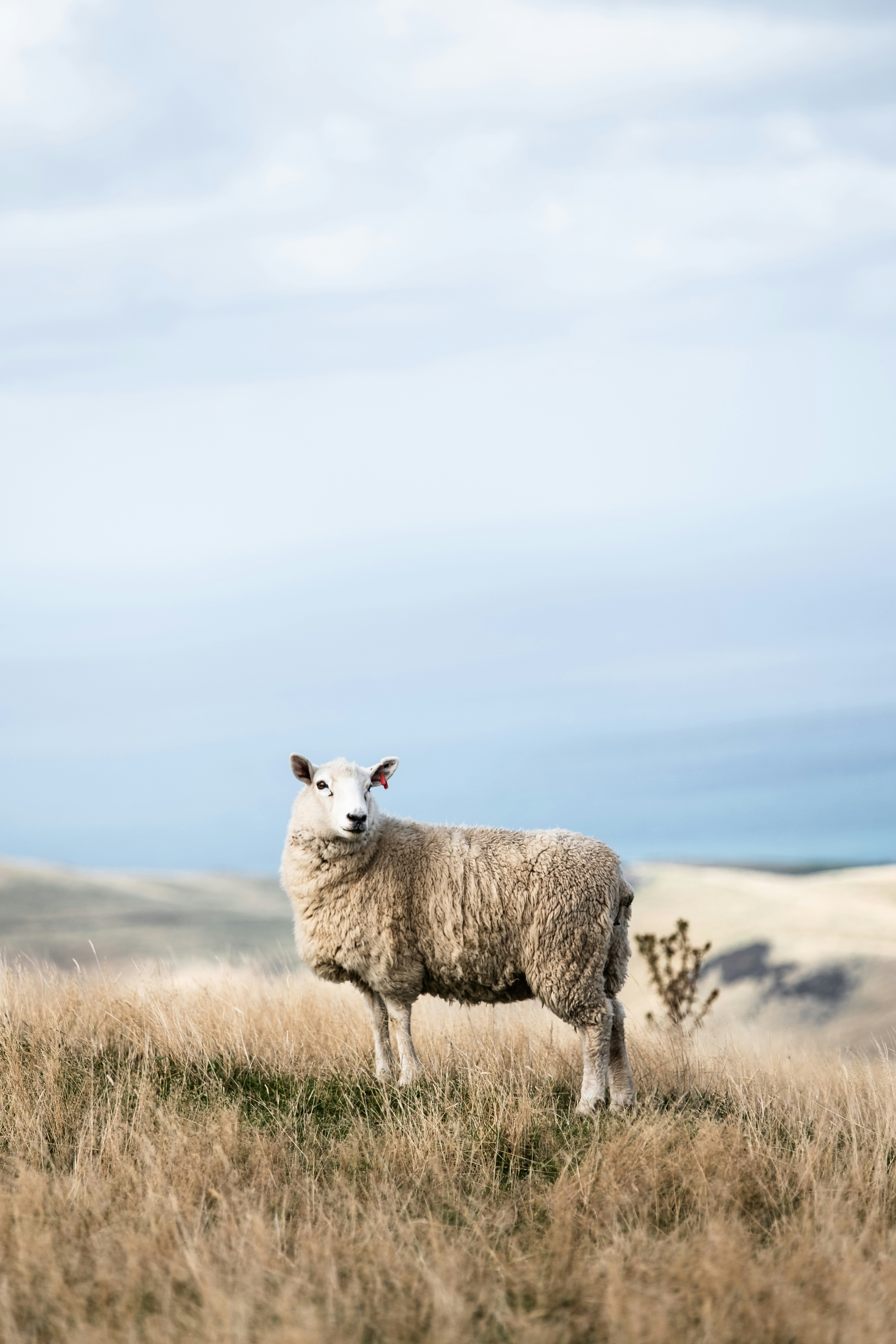 Sheep on Grassy Hillside