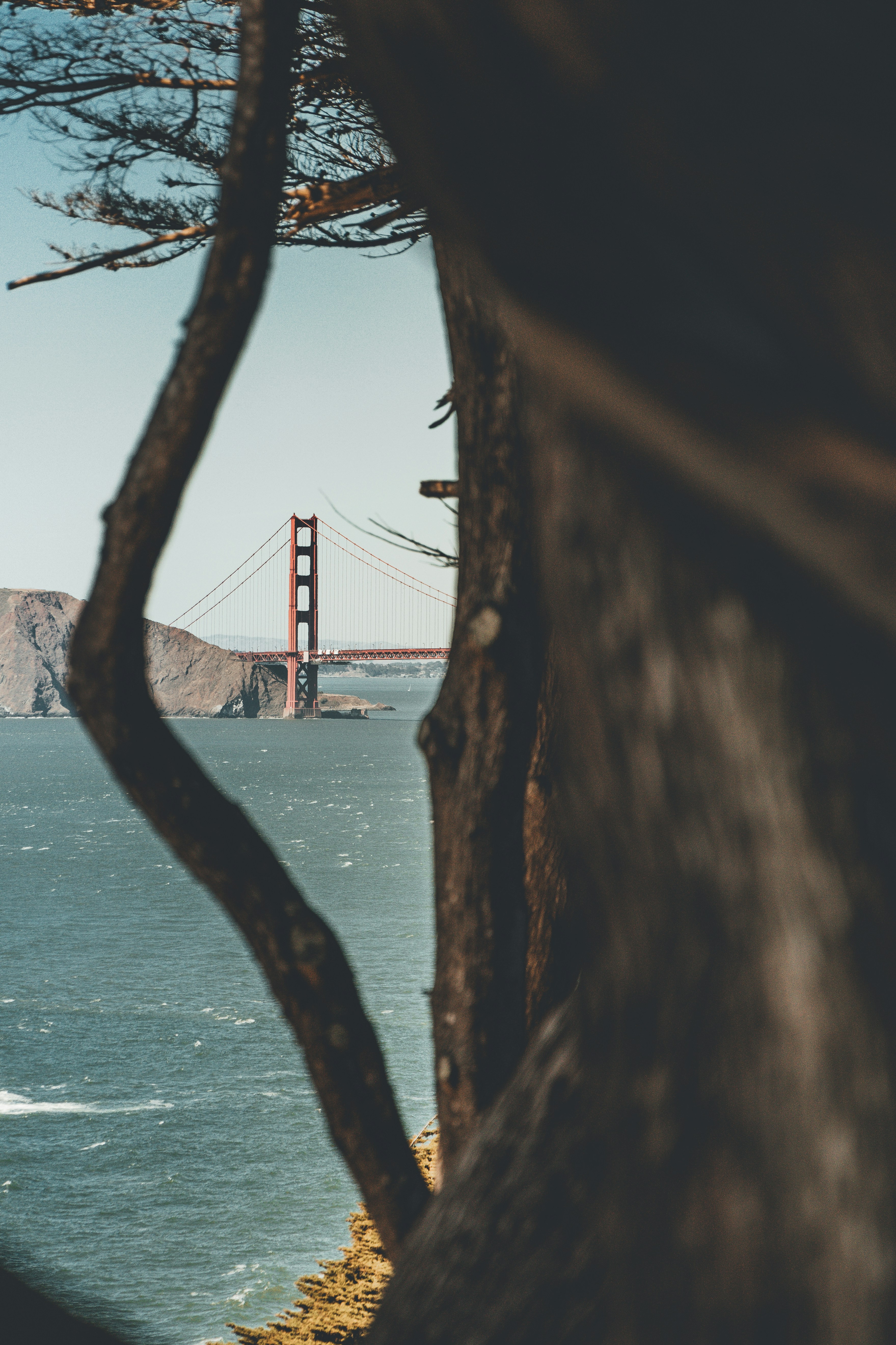 Golden Gate Bridge Through Trees