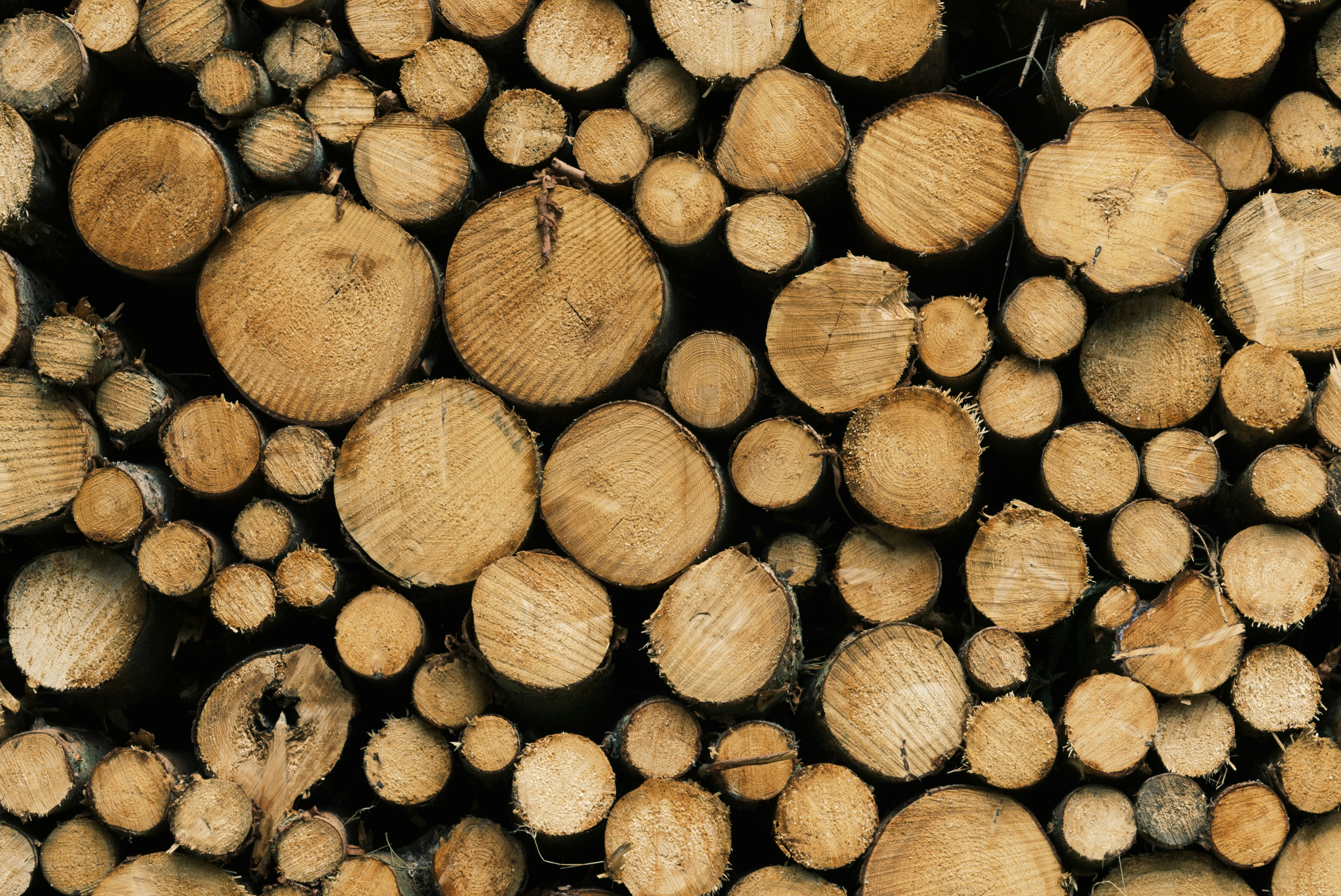 Stacked Cut Log Pile