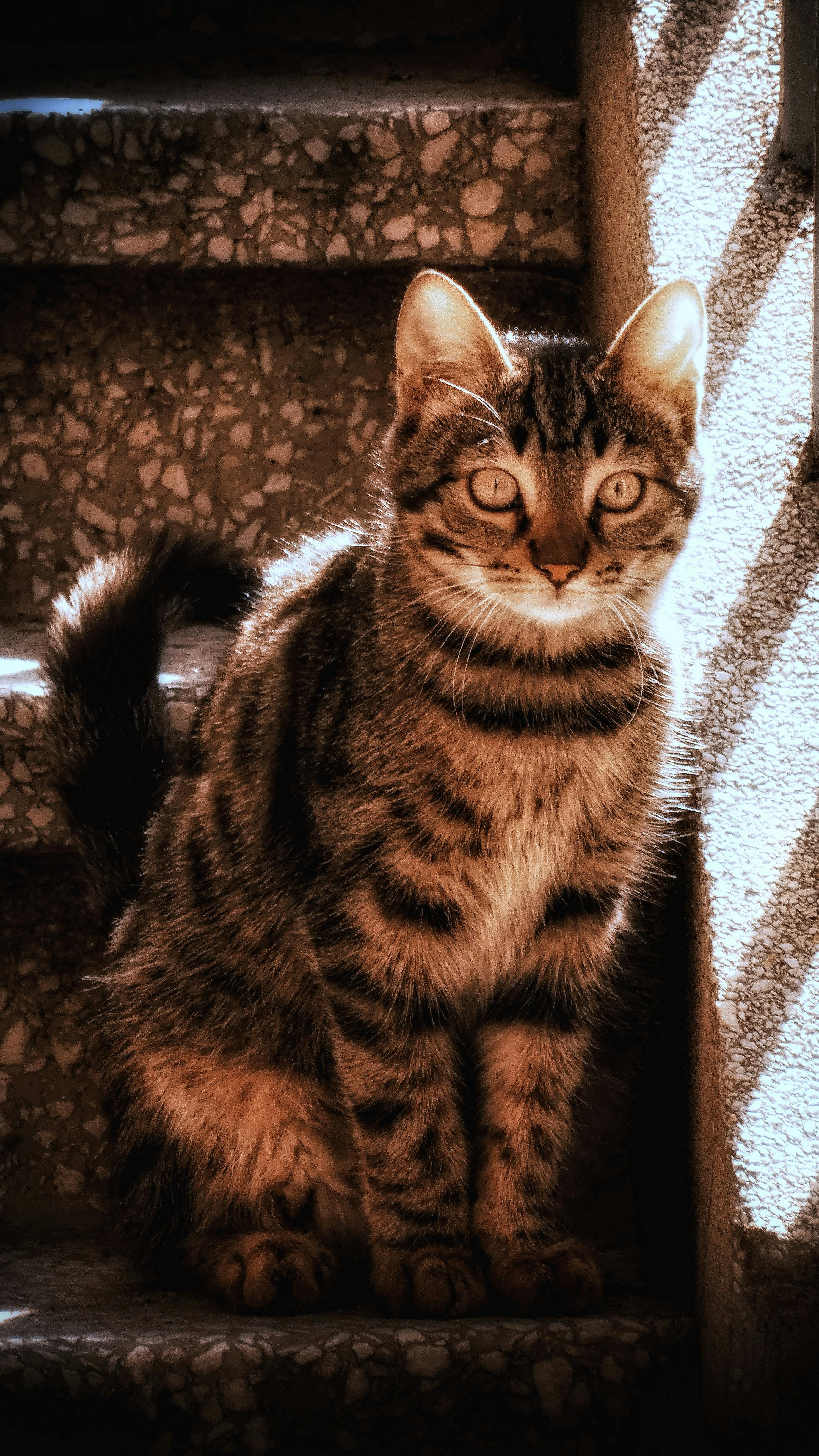 Tabby Cat Sitting on Stone Stairs