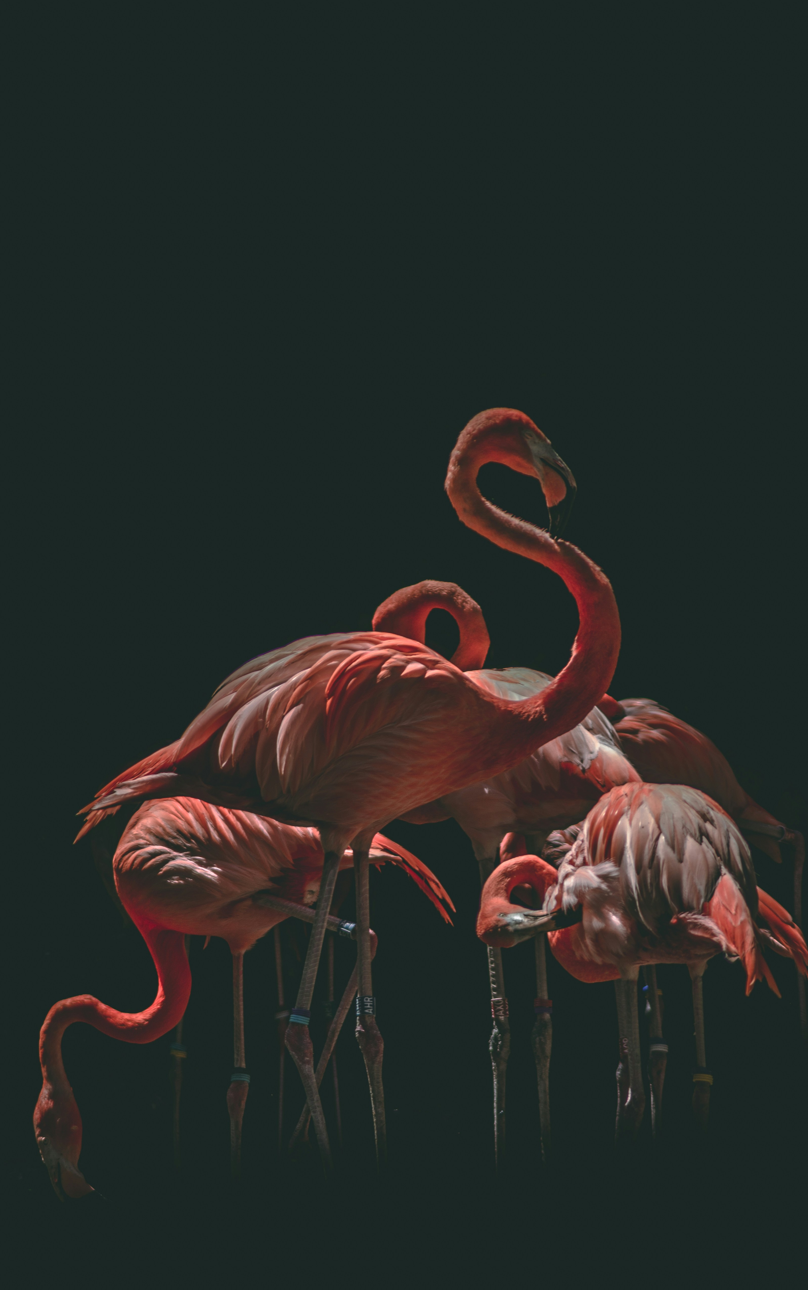Flock of Flamingos Against Dark Background