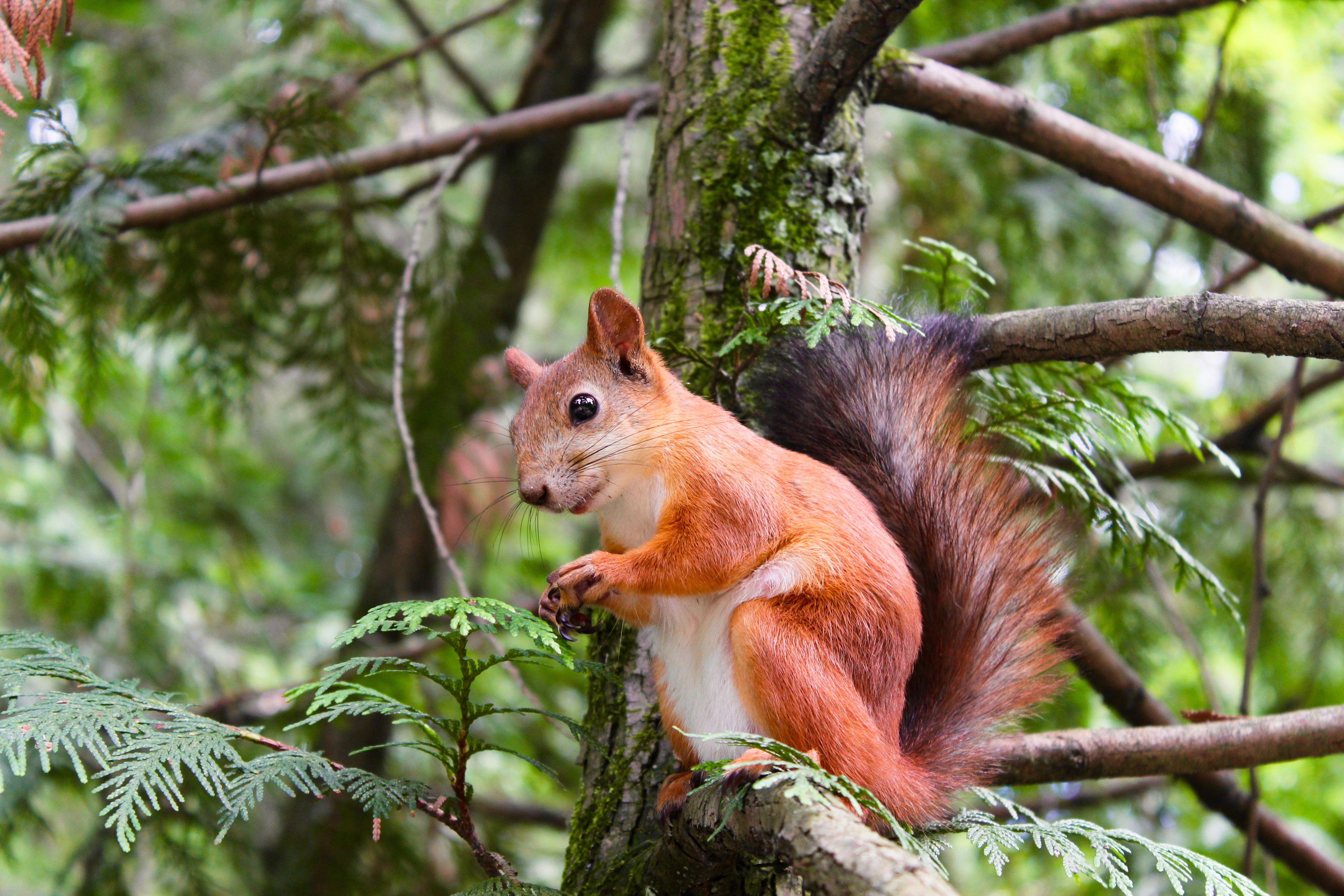 Red Squirrel on Tree Branch