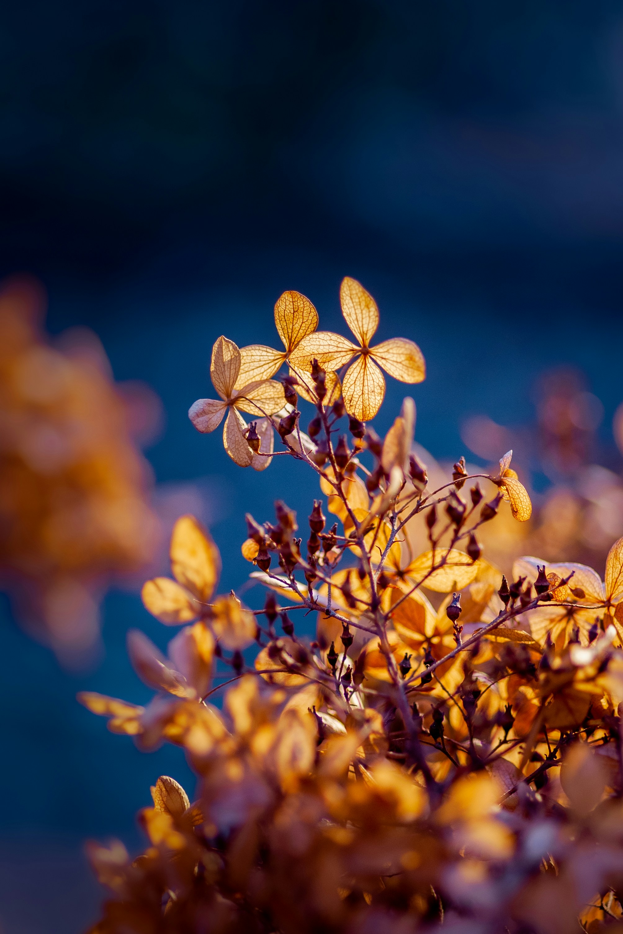 Sunlit Dried Hydrangea Blooms