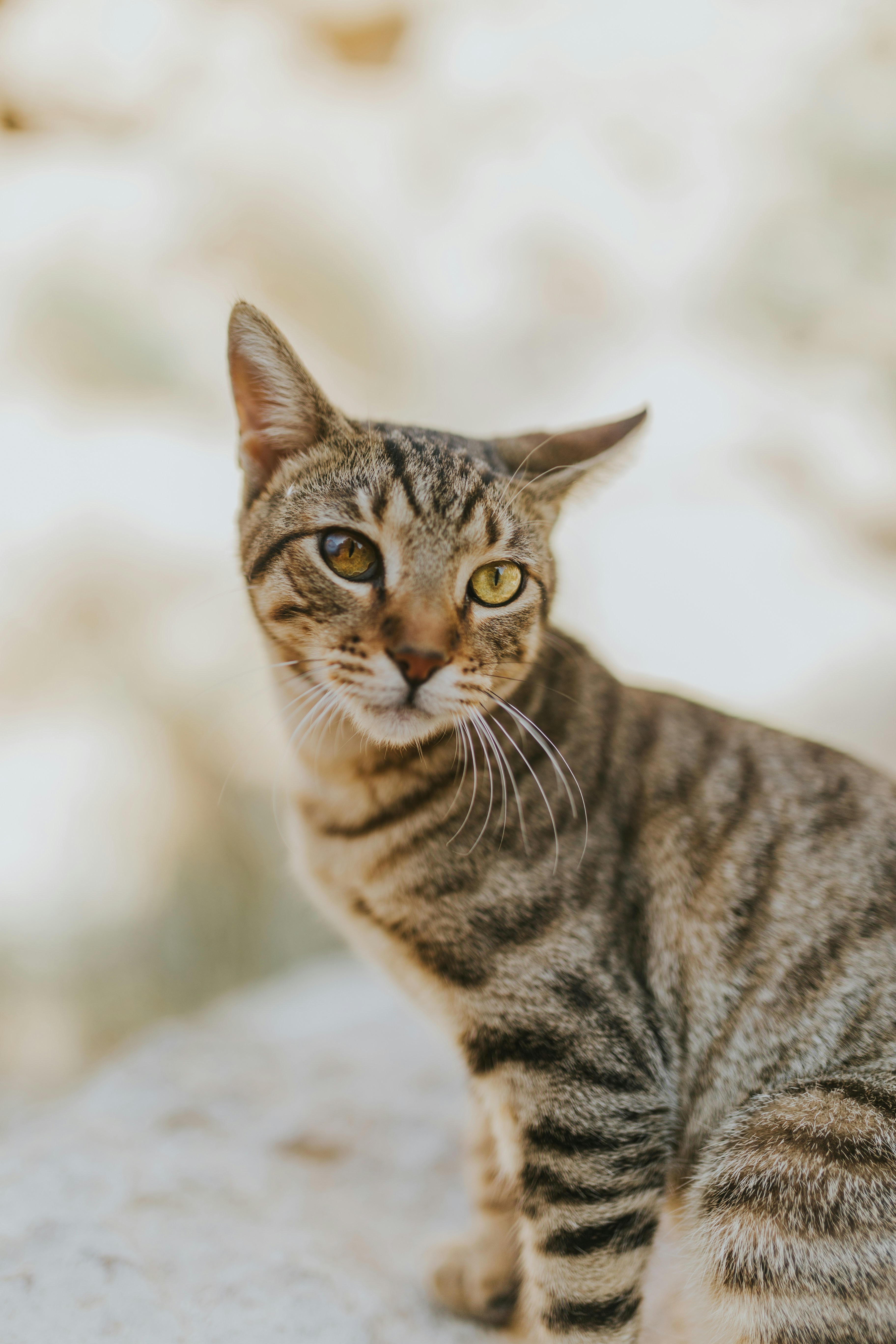 Alert Tabby Cat Outdoors