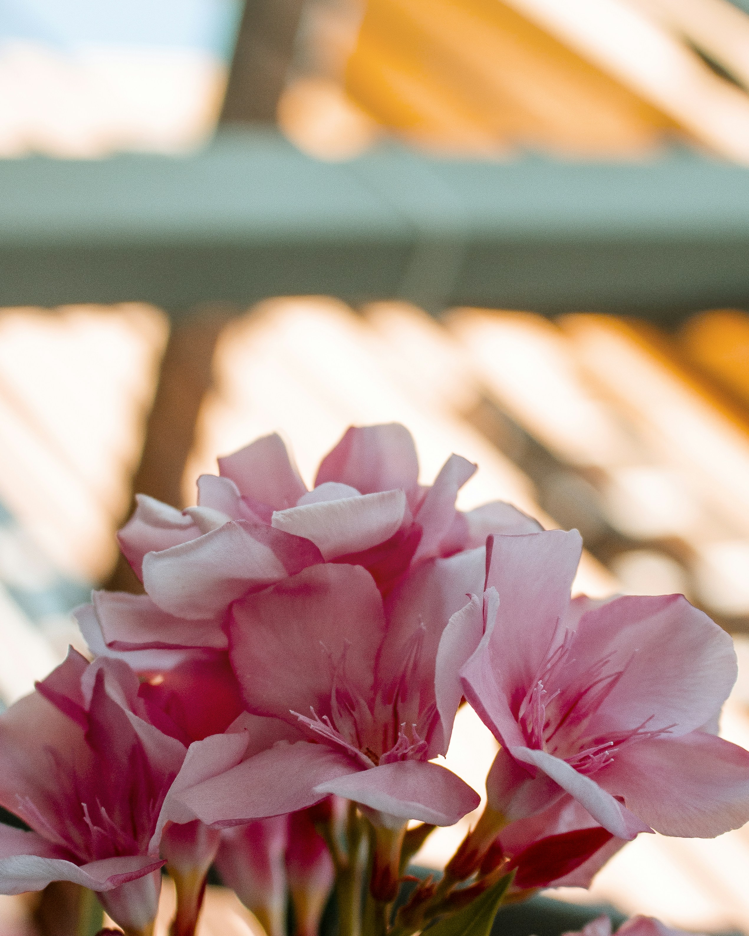 Pink Oleander Flowers In Sunlight