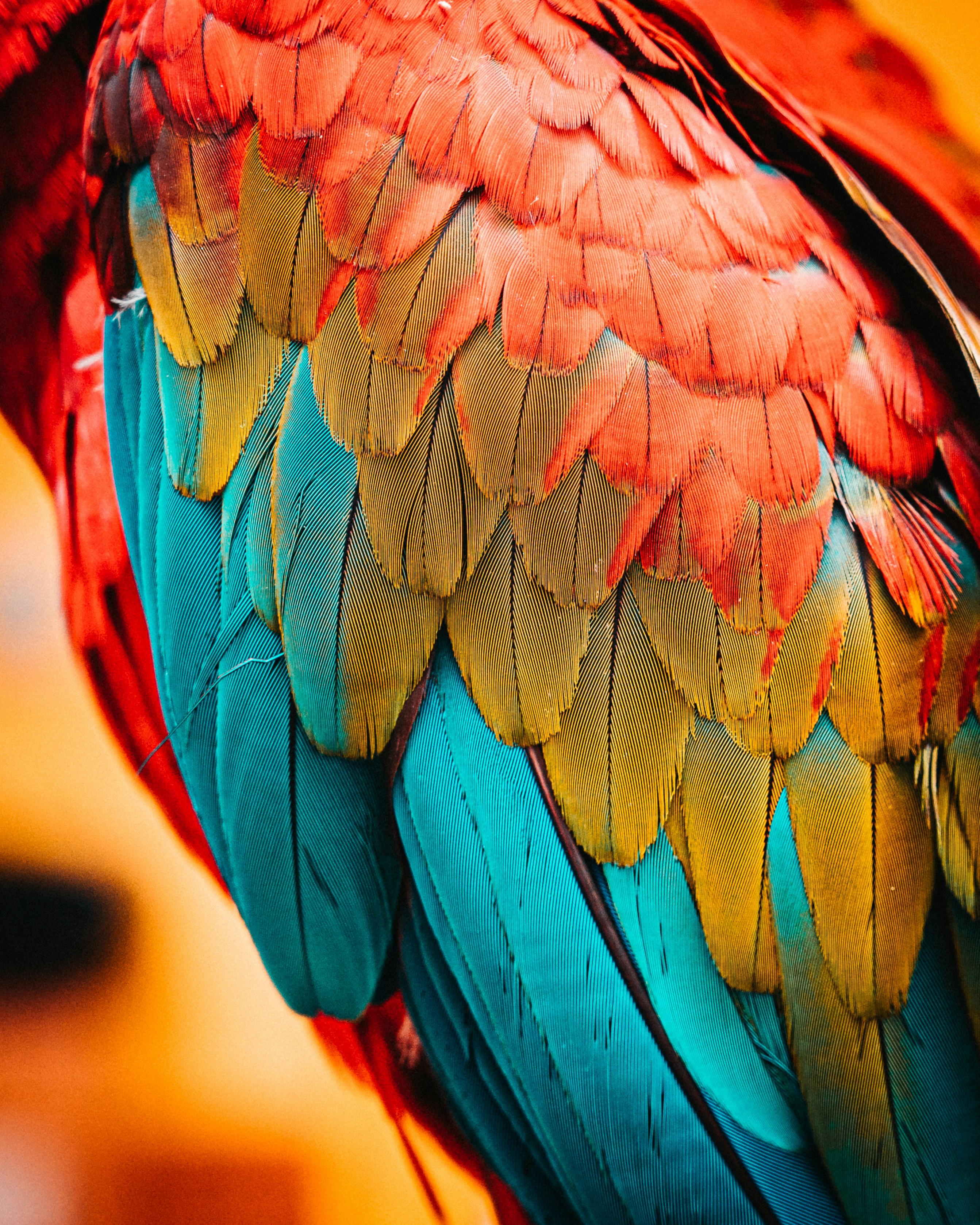 Close-up of Macaw Parrot Feathers