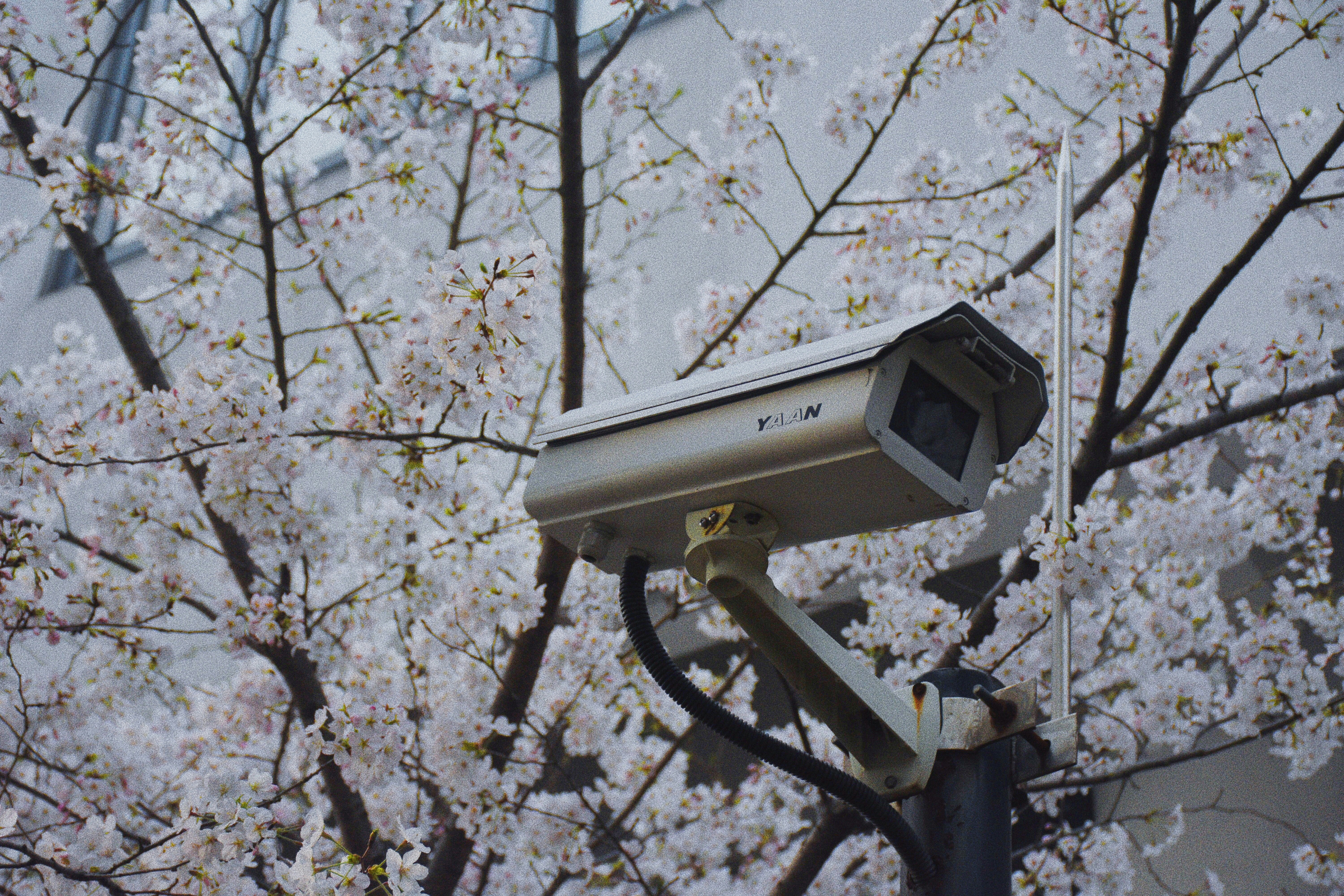 Surveillance Camera Among Cherry Blossoms — Technology