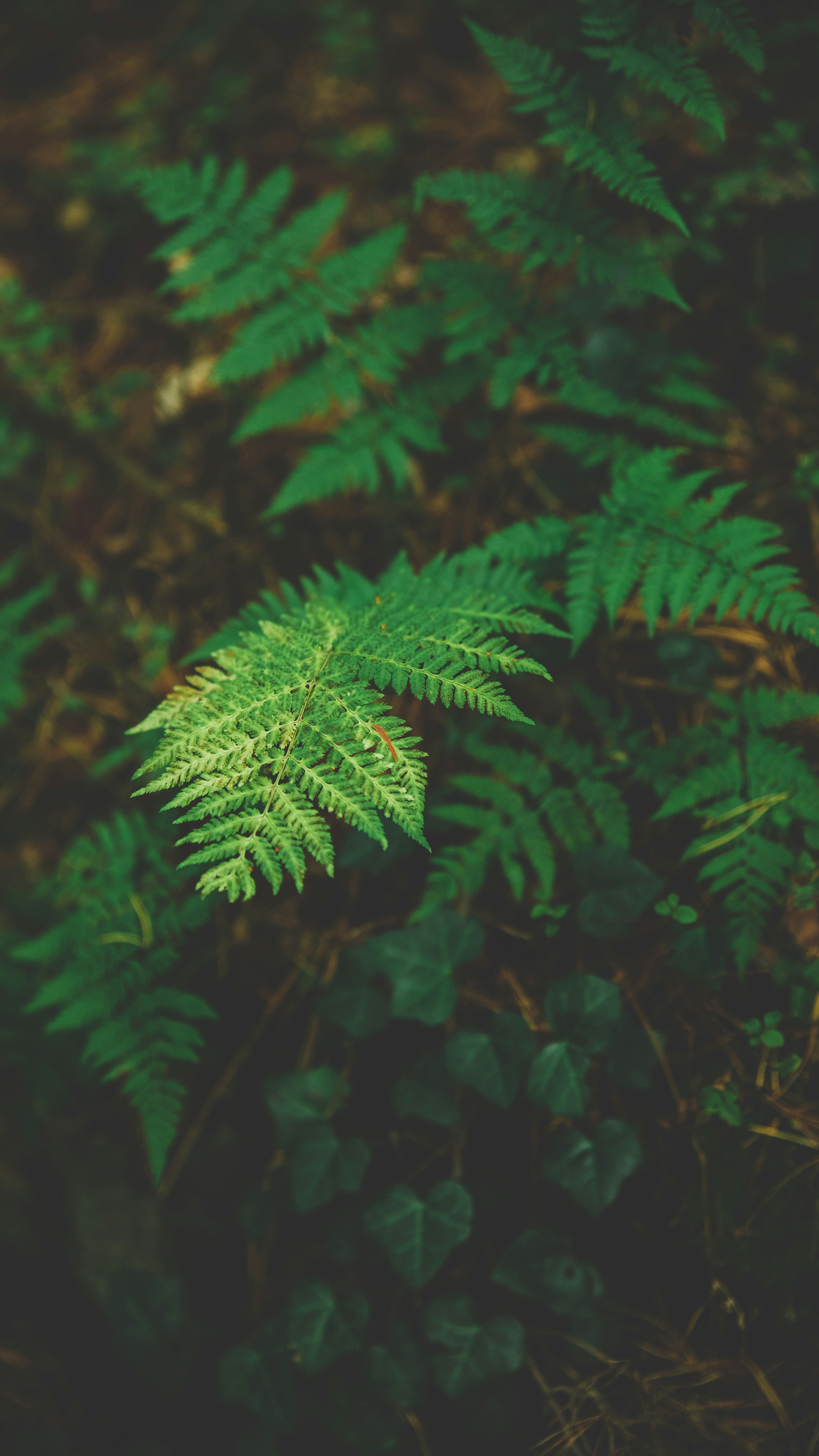 Wallpapers