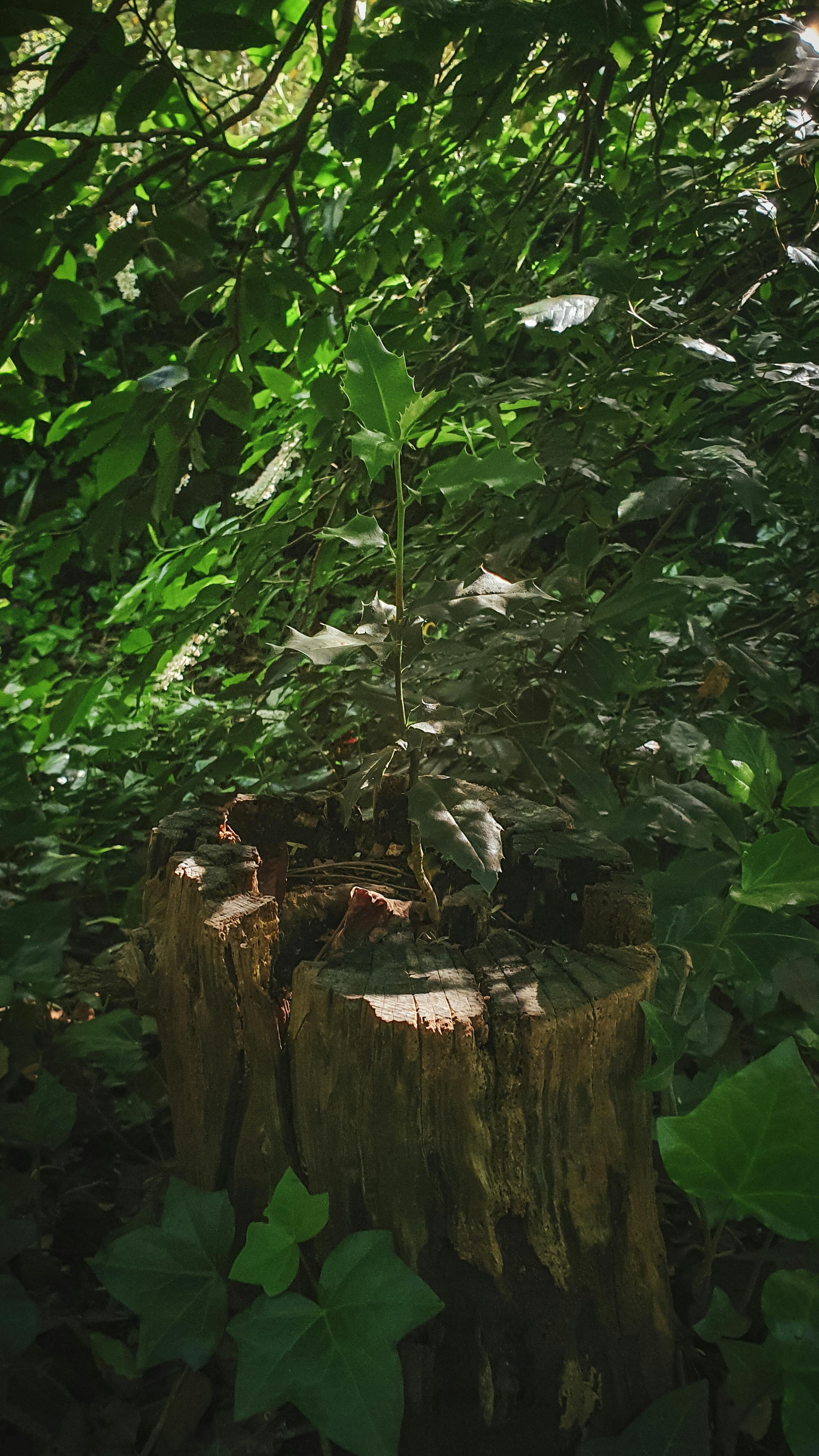 New Sapling Growing From Old Tree Stump