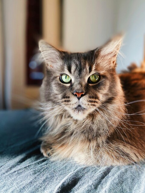 Close-up Portrait of Maine Coon Cat
