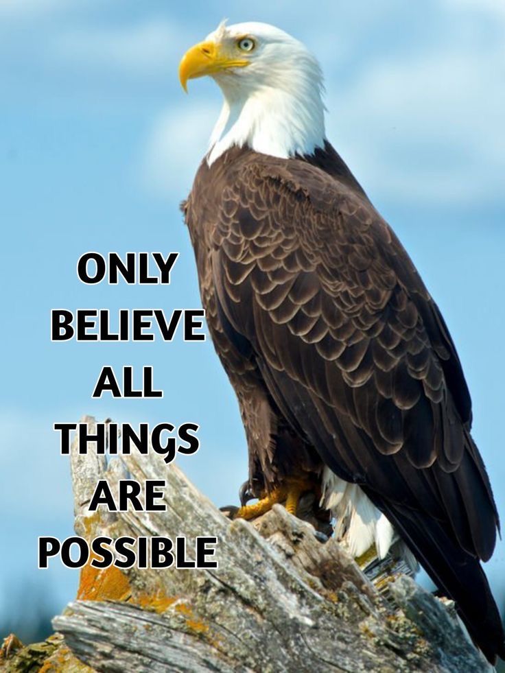 Bald Eagle With Inspirational Quote