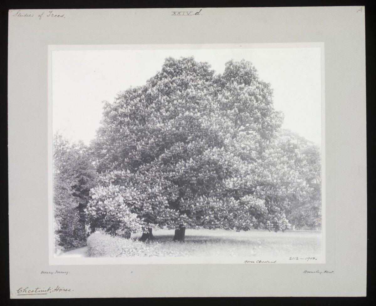 Vintage Photo of Horse Chestnut Trees