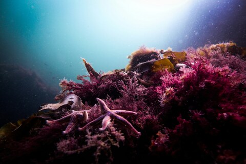 Underwater Seabed with Starfish and Algae