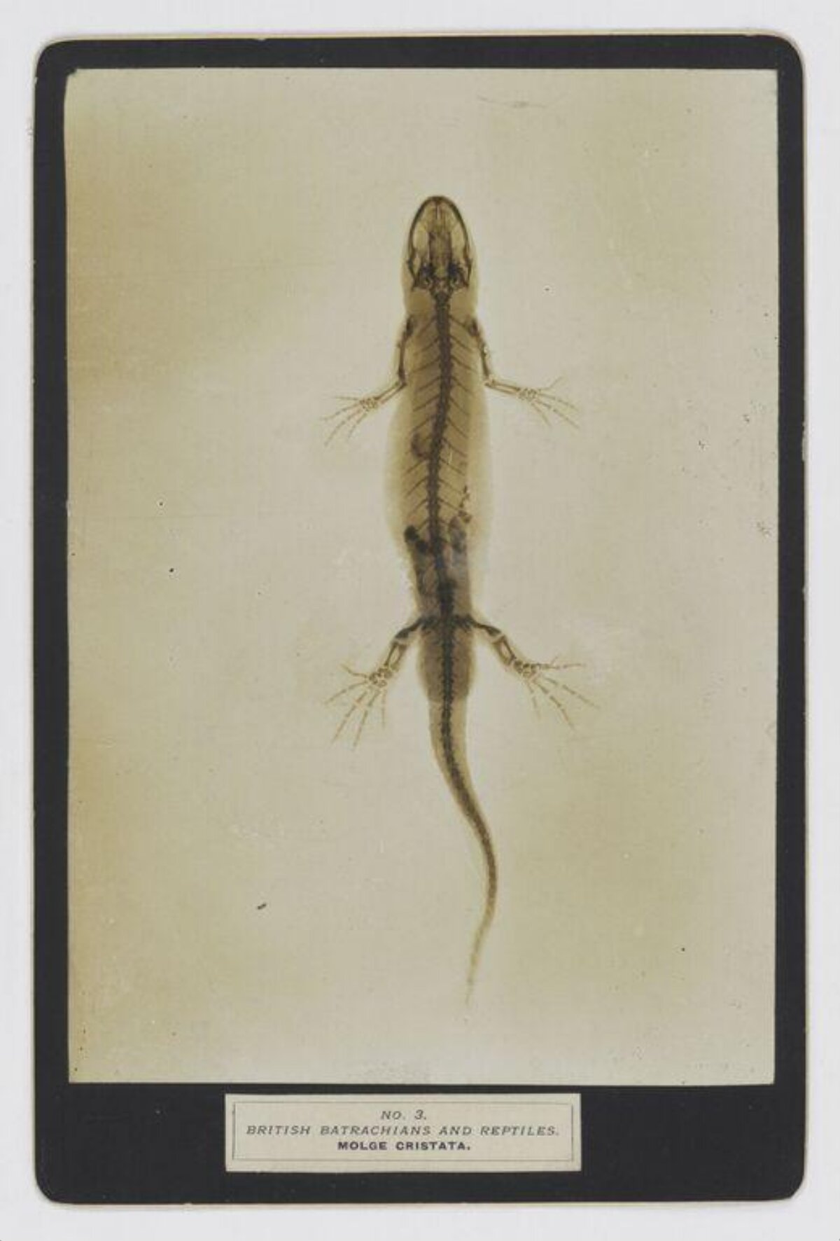 Translucent Great Crested Newt Specimen