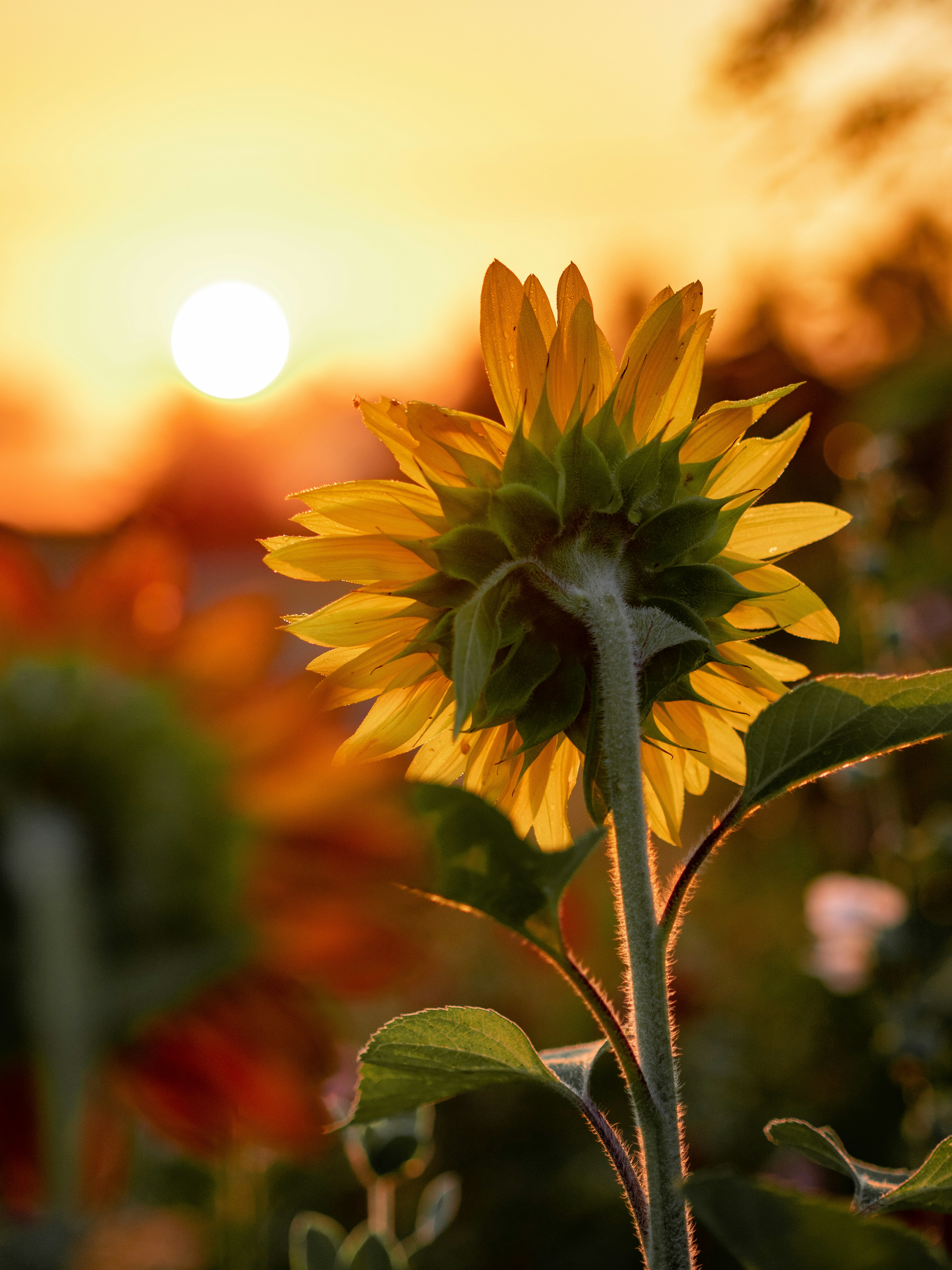 Sunflower at Sunset