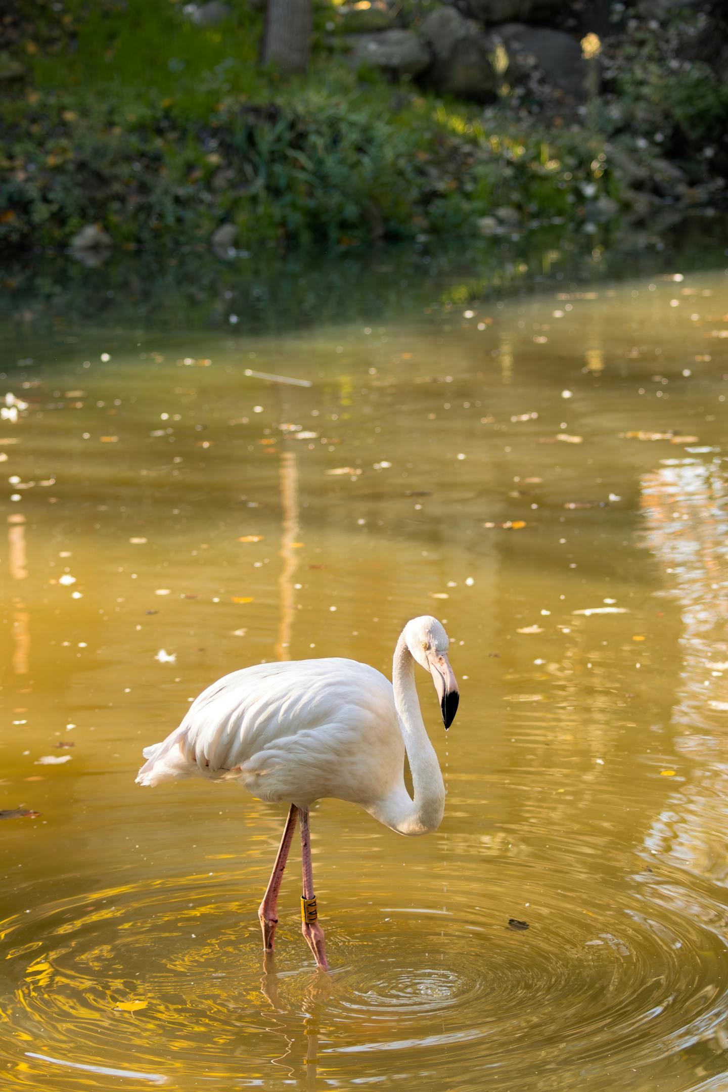 White Flamingo Standing in Pond Water