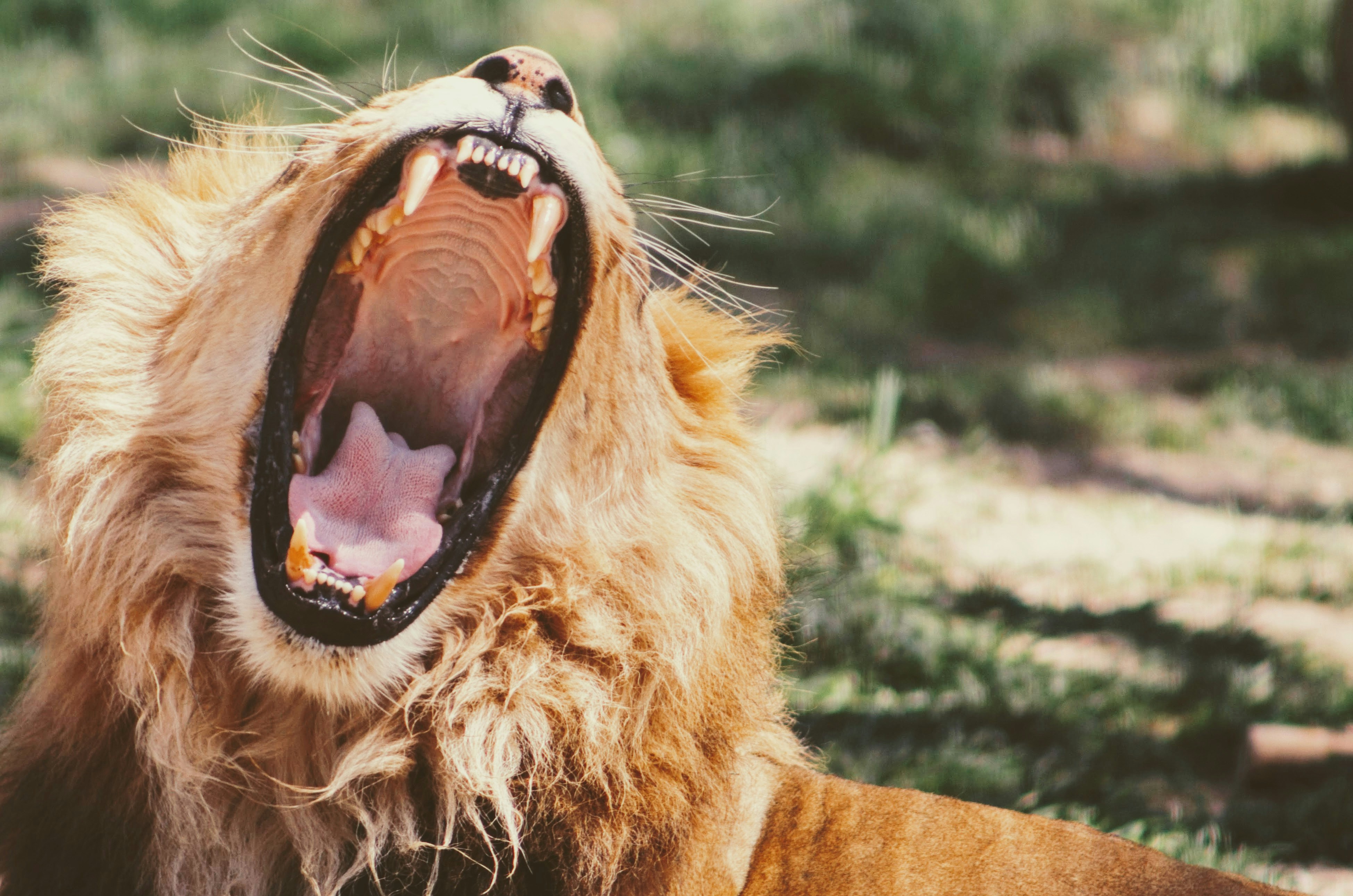 Yawning Male Lion