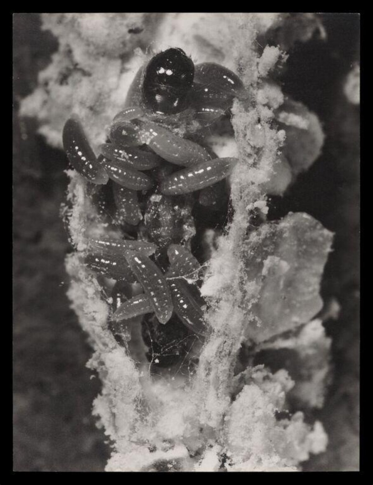 Clustered Parasitic Insect Larvae