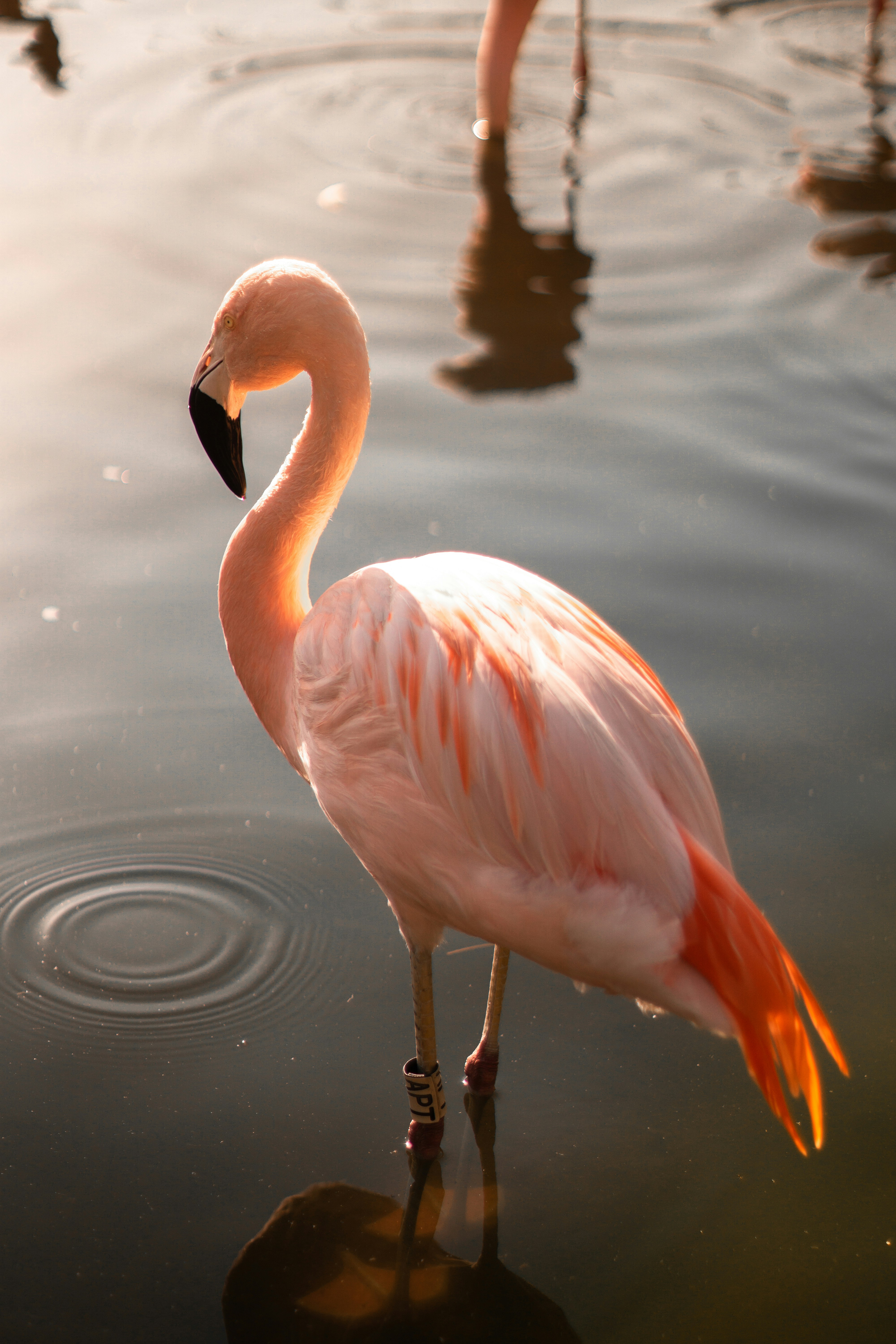 Pink Flamingo Standing In Water