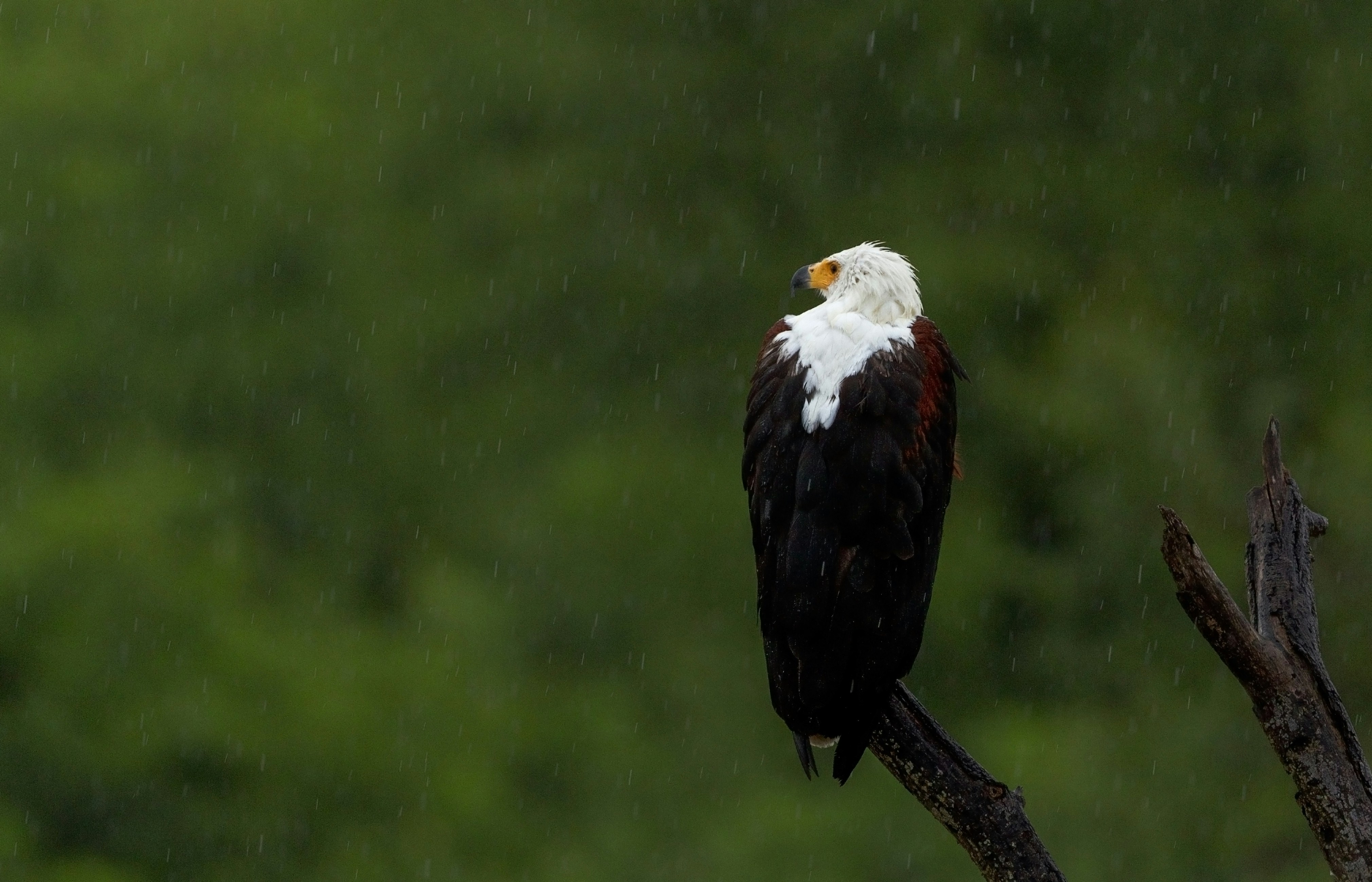 African Fish Eagle in Rain
