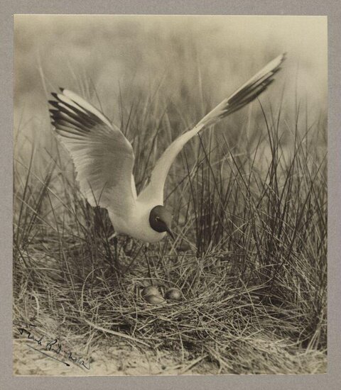 Black-headed Gull Guarding Nest and Eggs