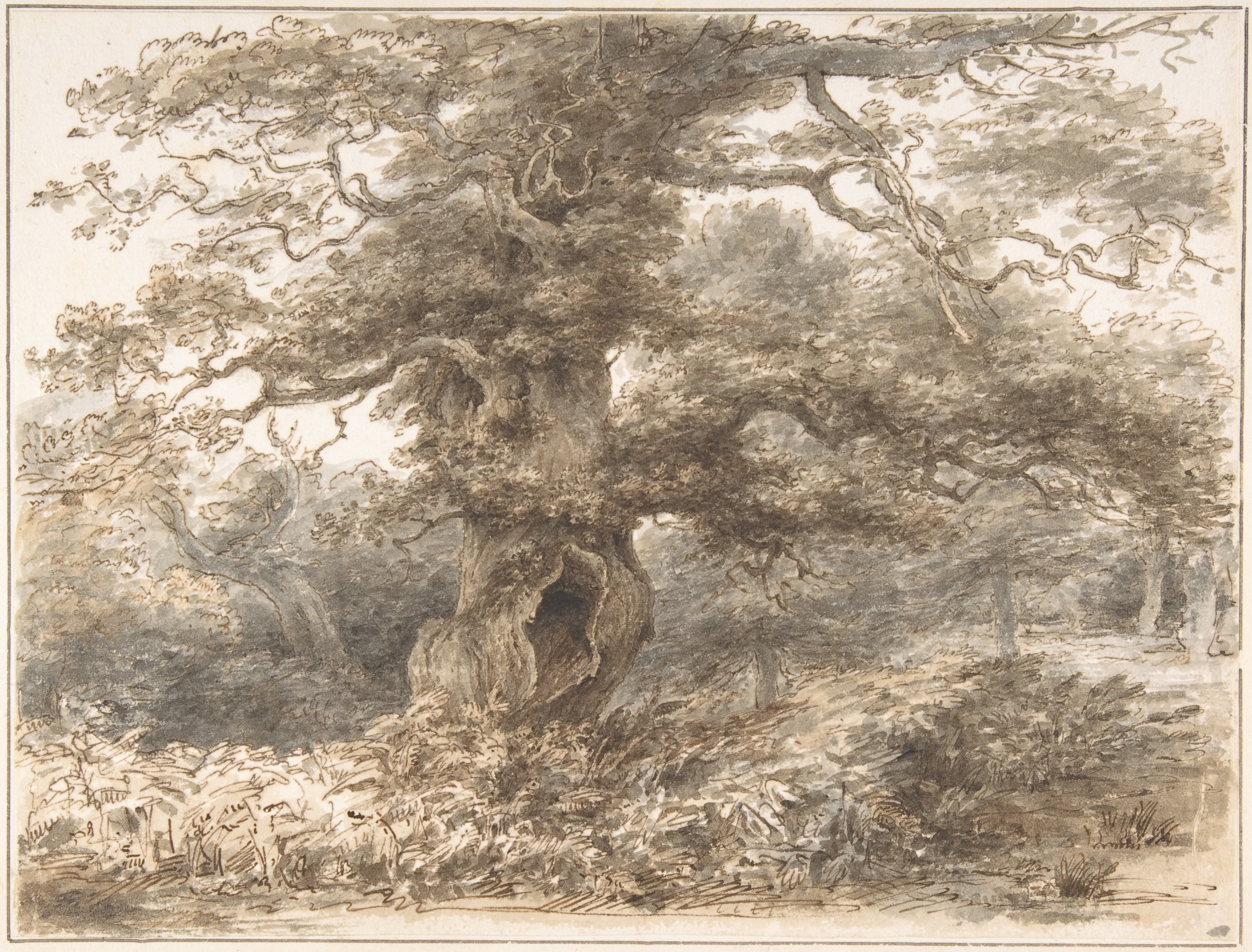 Ancient Hollow Oak Tree Sketch