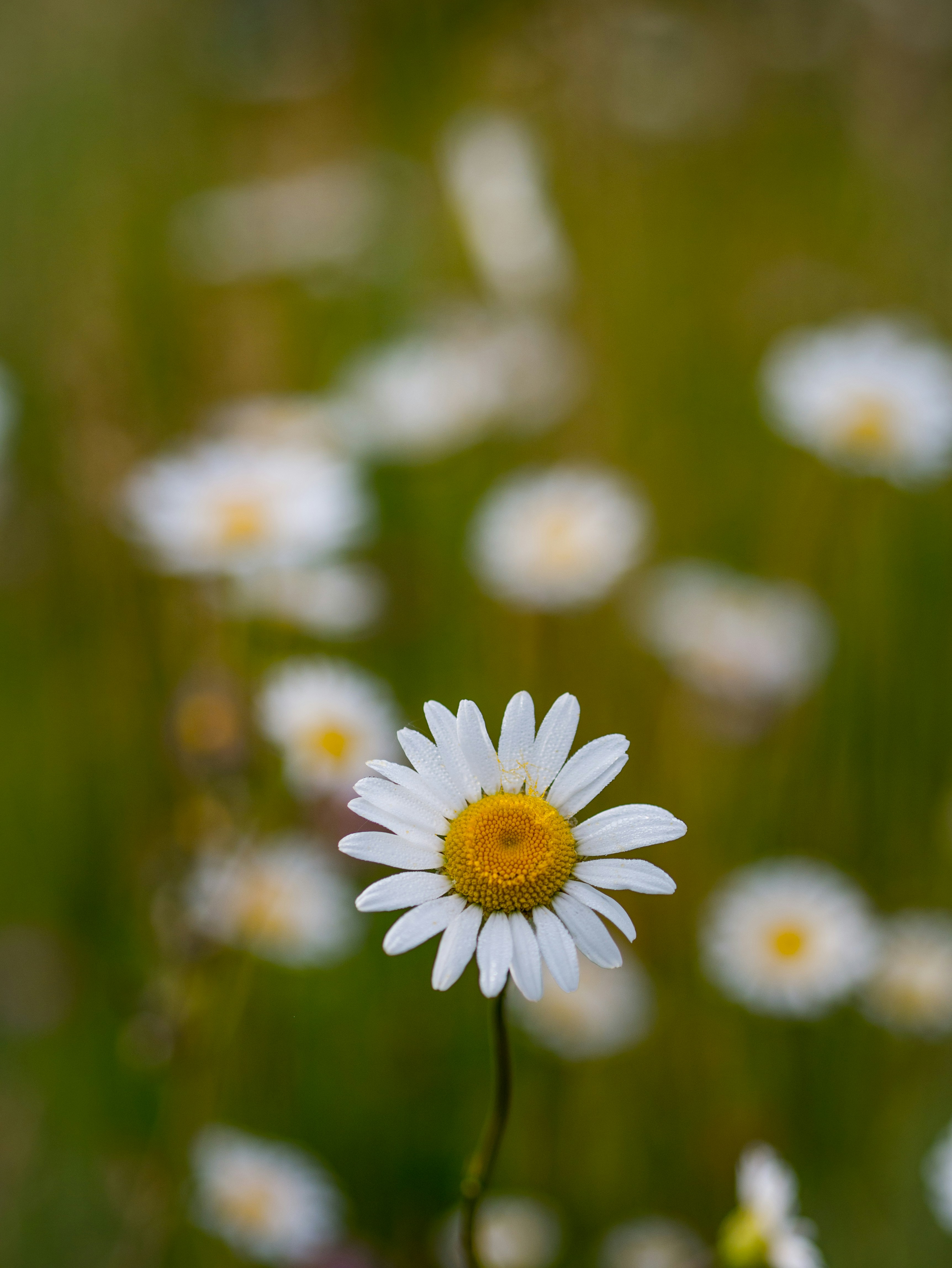Single Daisy in Meadow