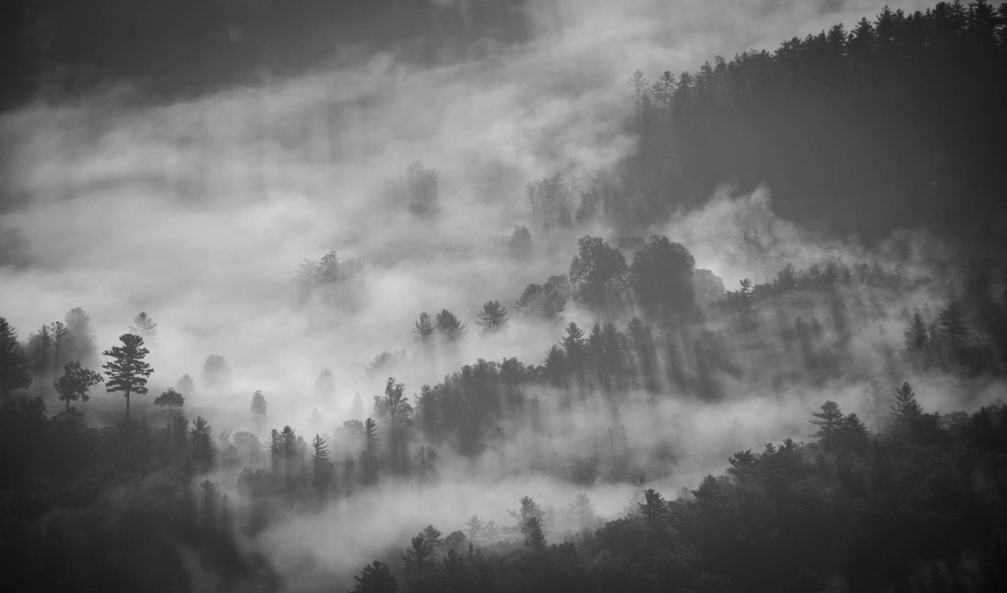 Misty Mountain Forest