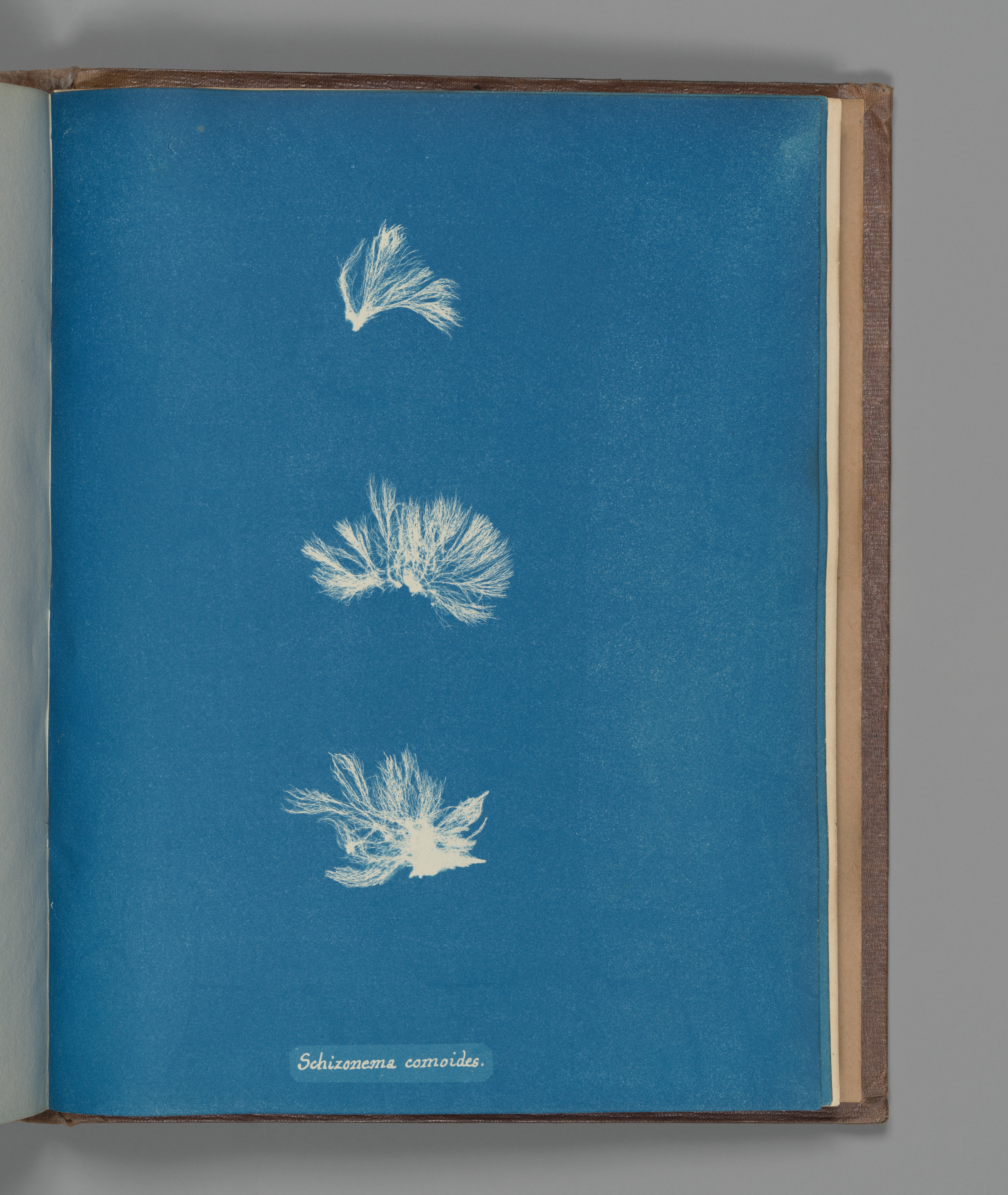 Cyanotype of Schizonema comoides Algae